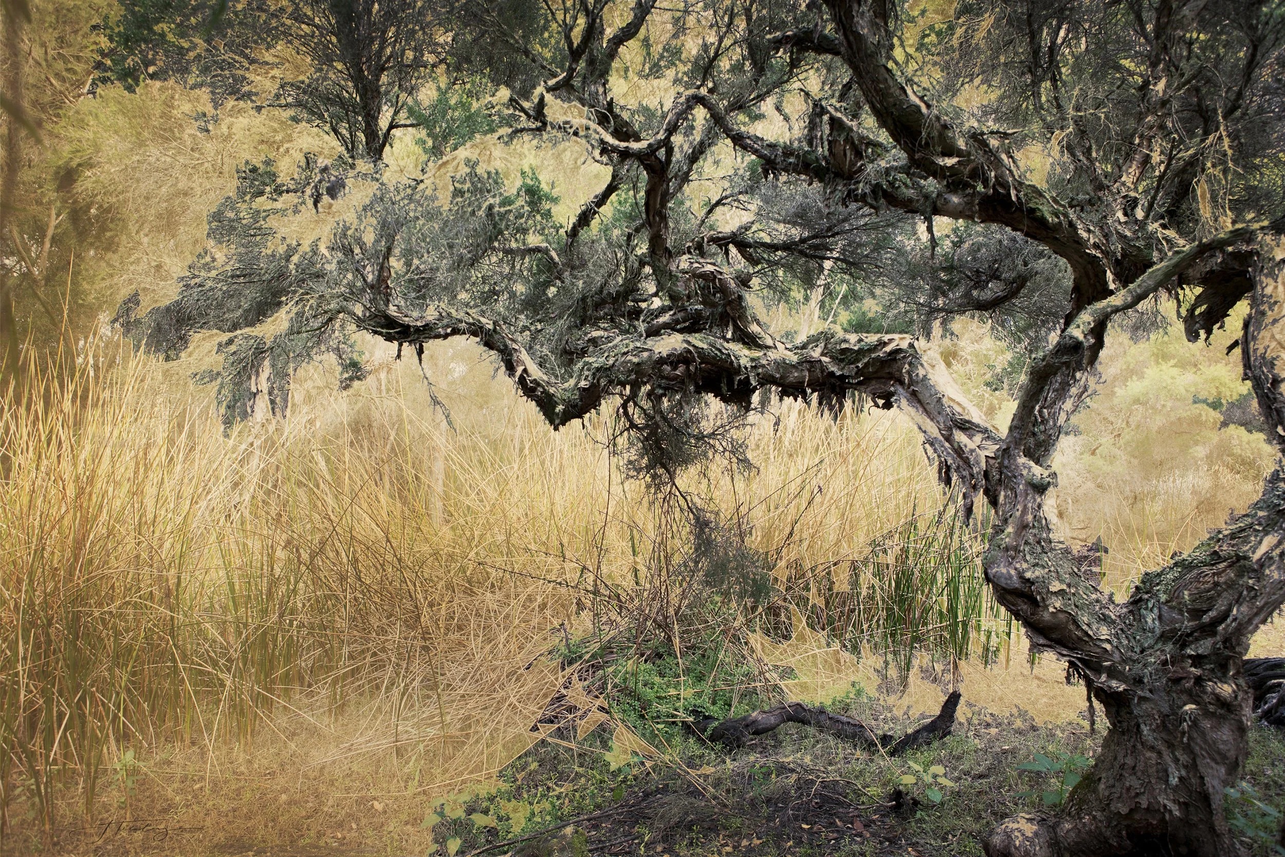 Ancient Textures.jpg