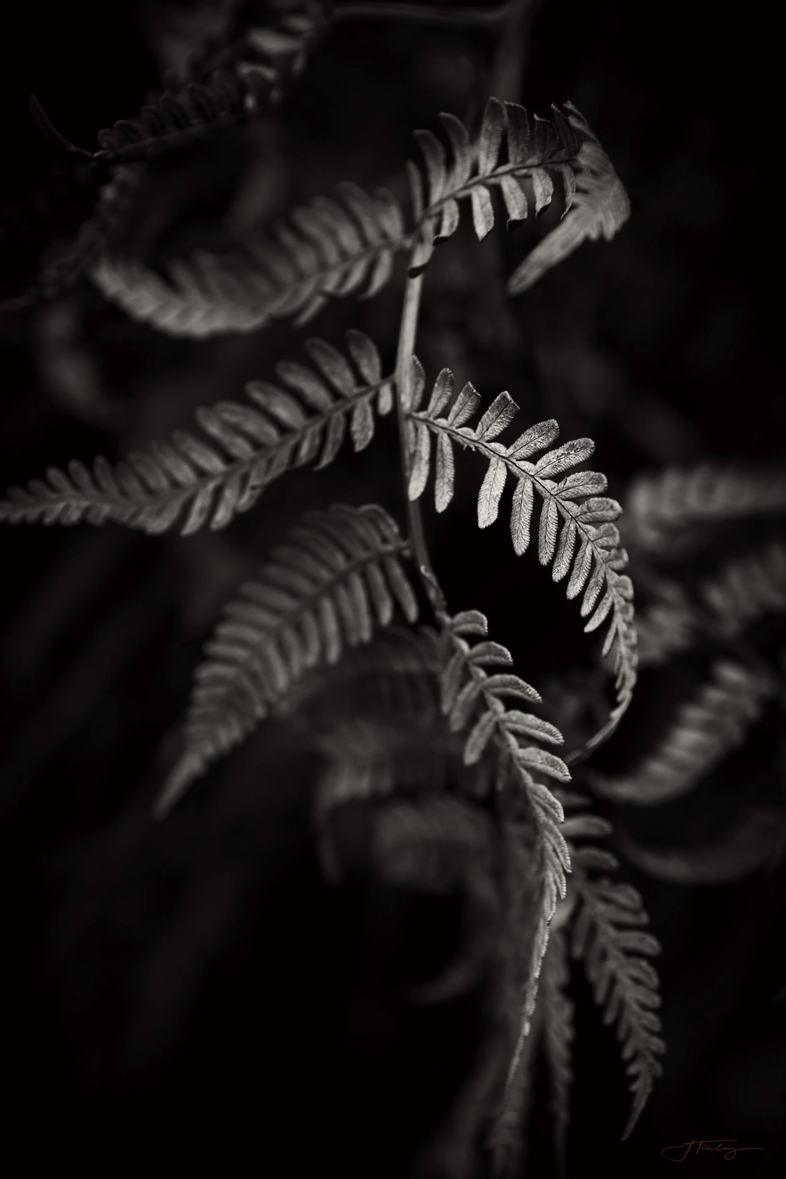 Bracken sway.jpg