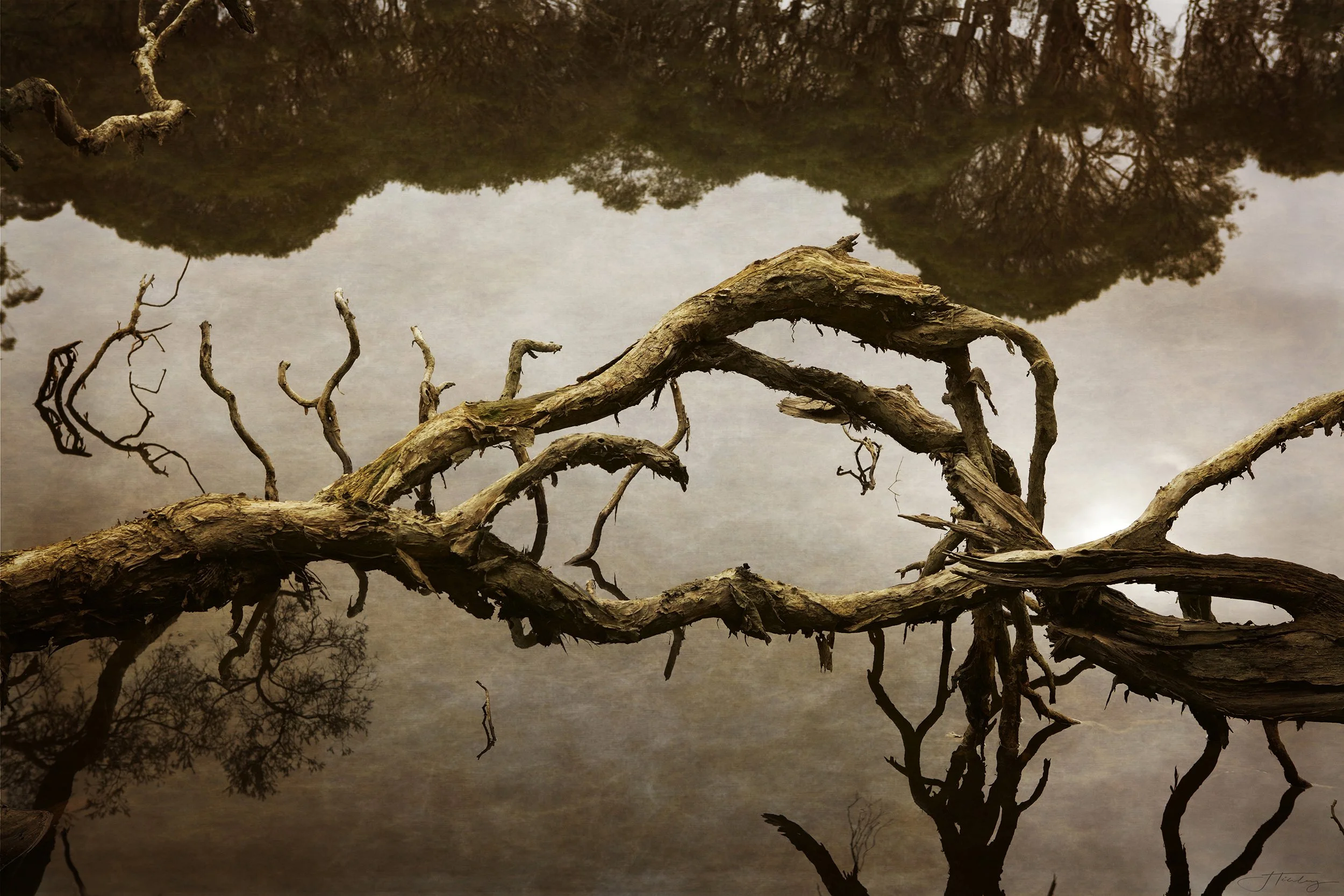 Gnarled twilight 1.jpg