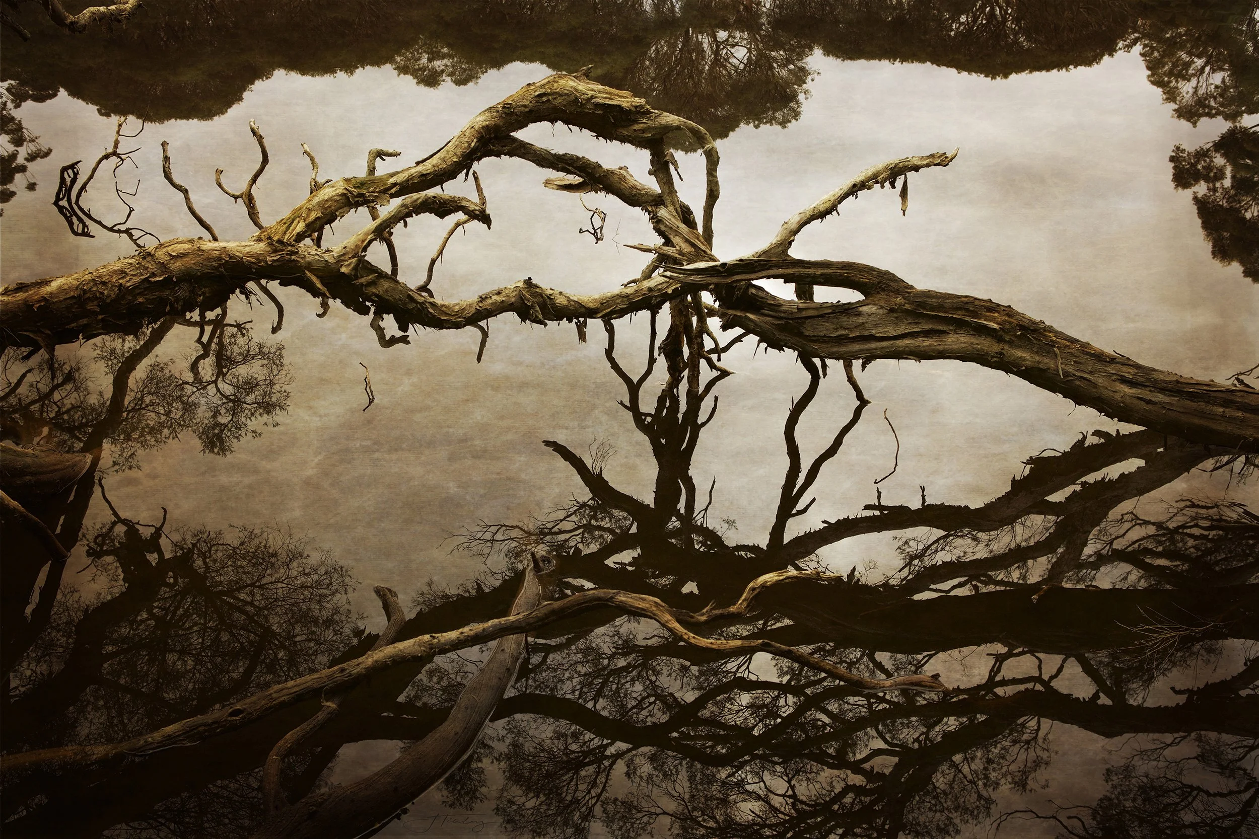 Gnarled twilight 2.jpg