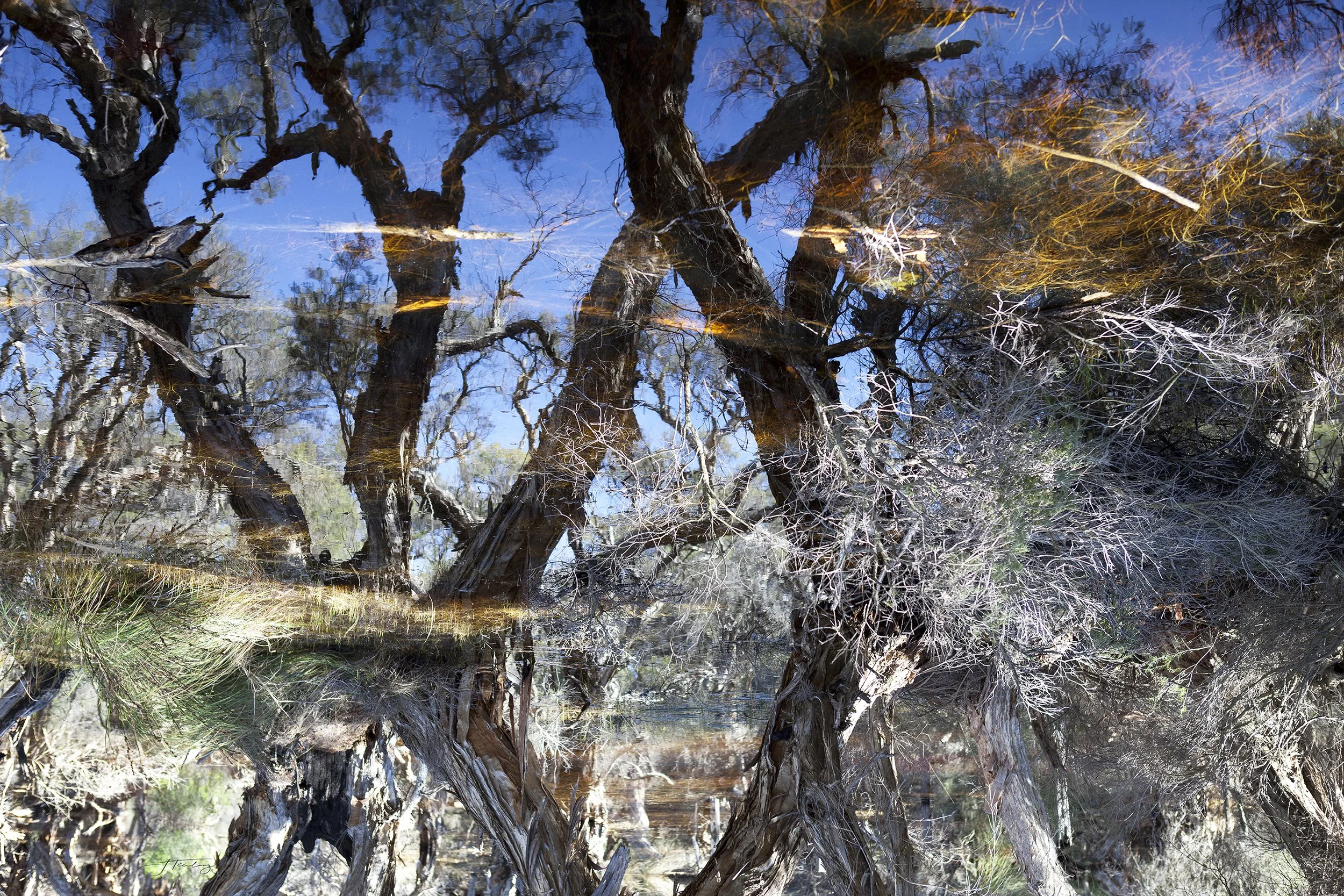 Limbs of earth & sky.jpg