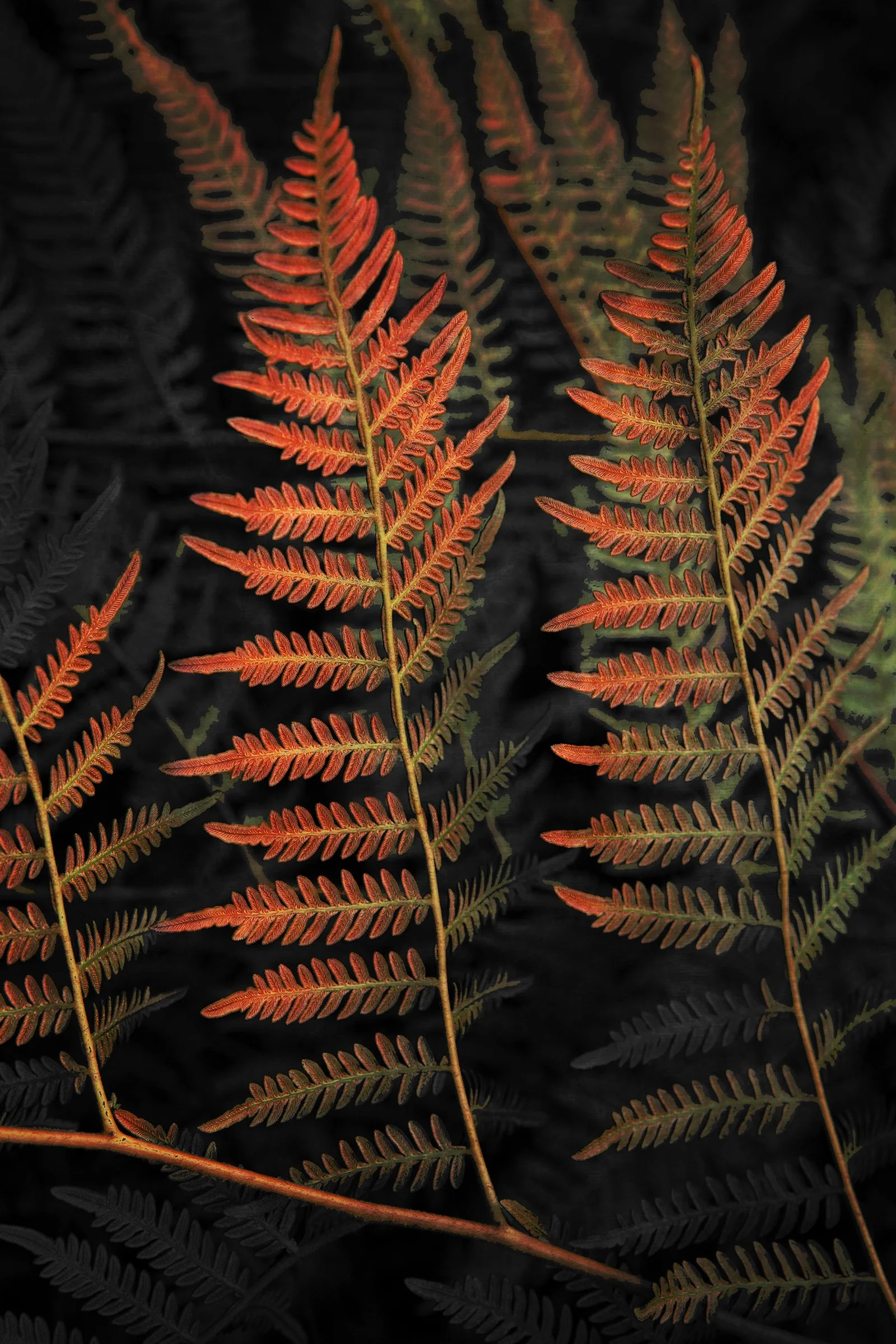 04JT-Bracken blush copy.jpg