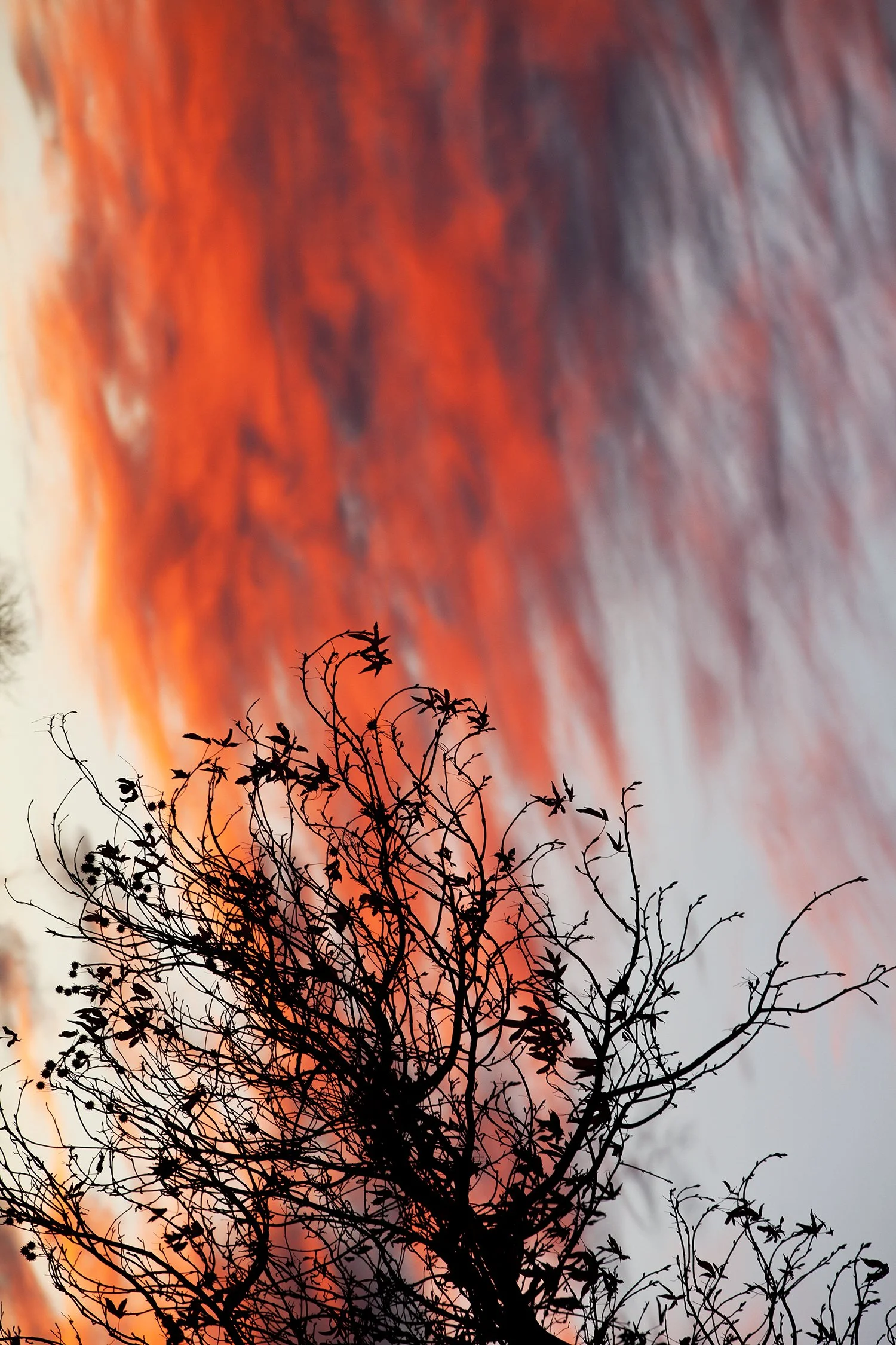 Winter Rising websize.jpg