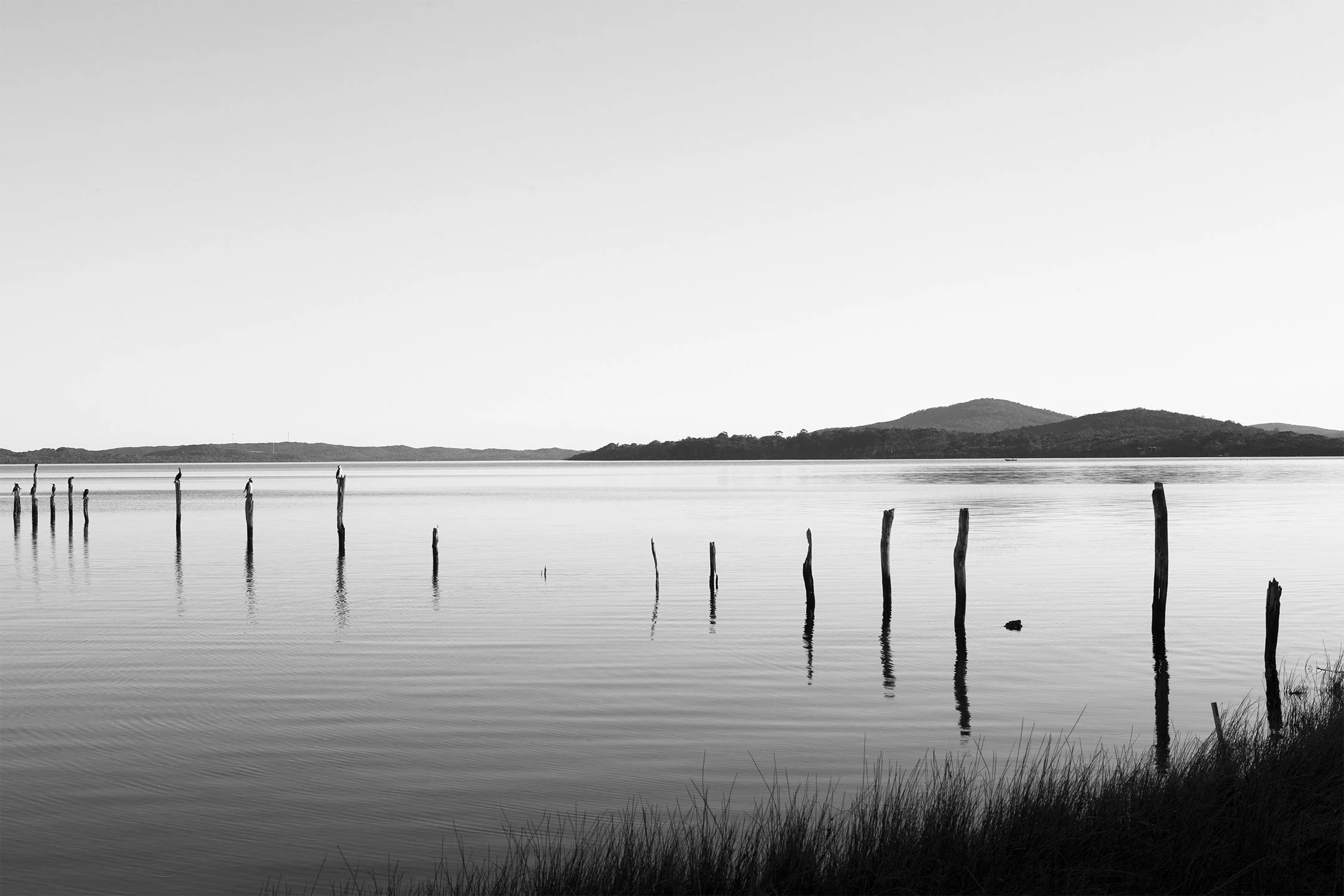 Springdale BW websize.jpg