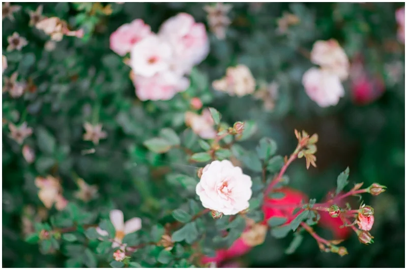 Learning Film Photography - Canon 1v Fuji 400H by Jordan Brittley_016