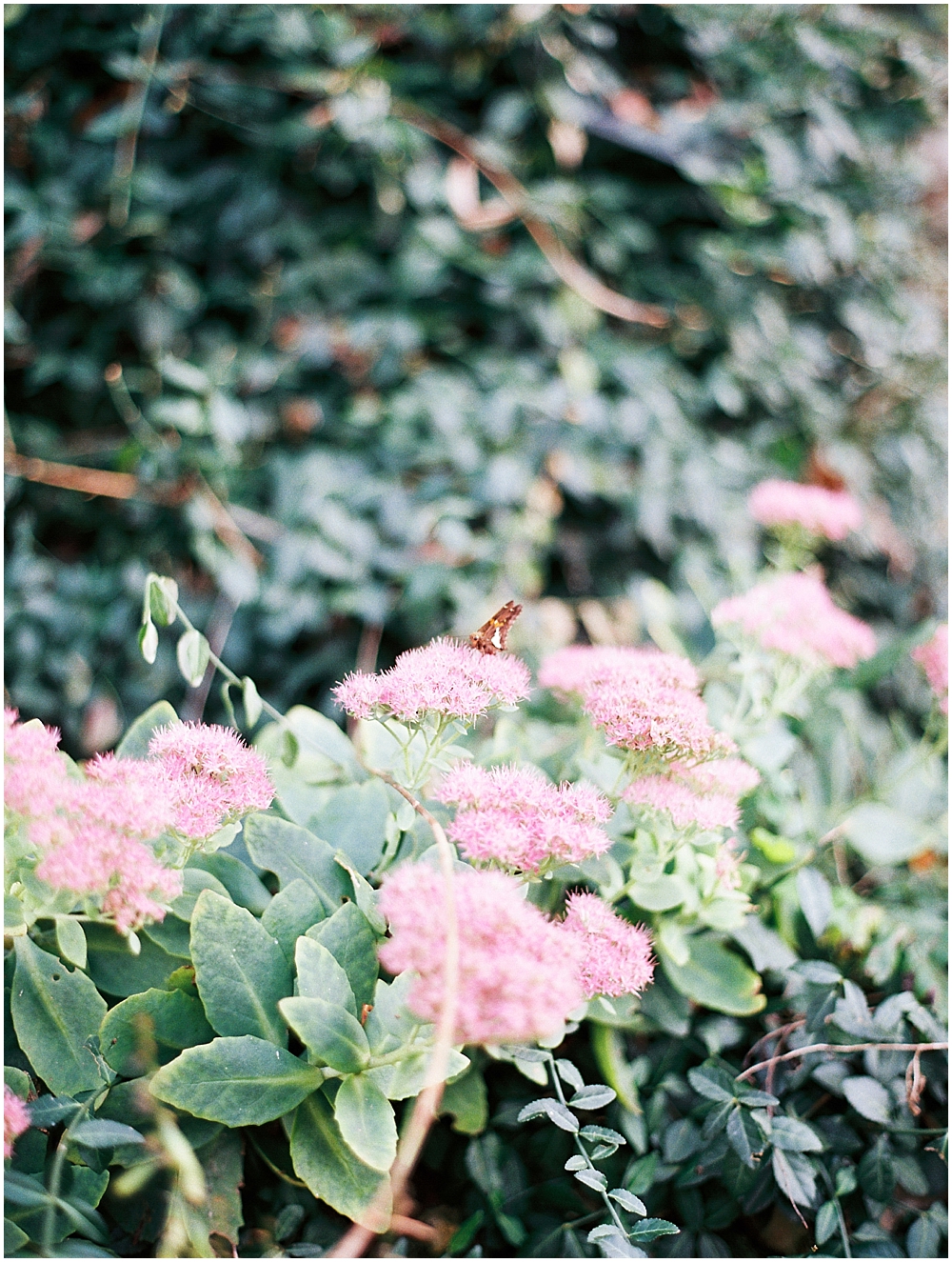 St Louis Garden Engagement Session