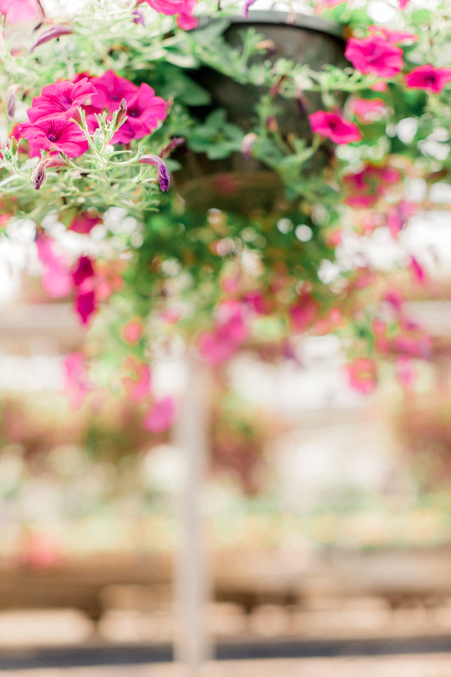 HSL Sliders in Adobe Lightroom