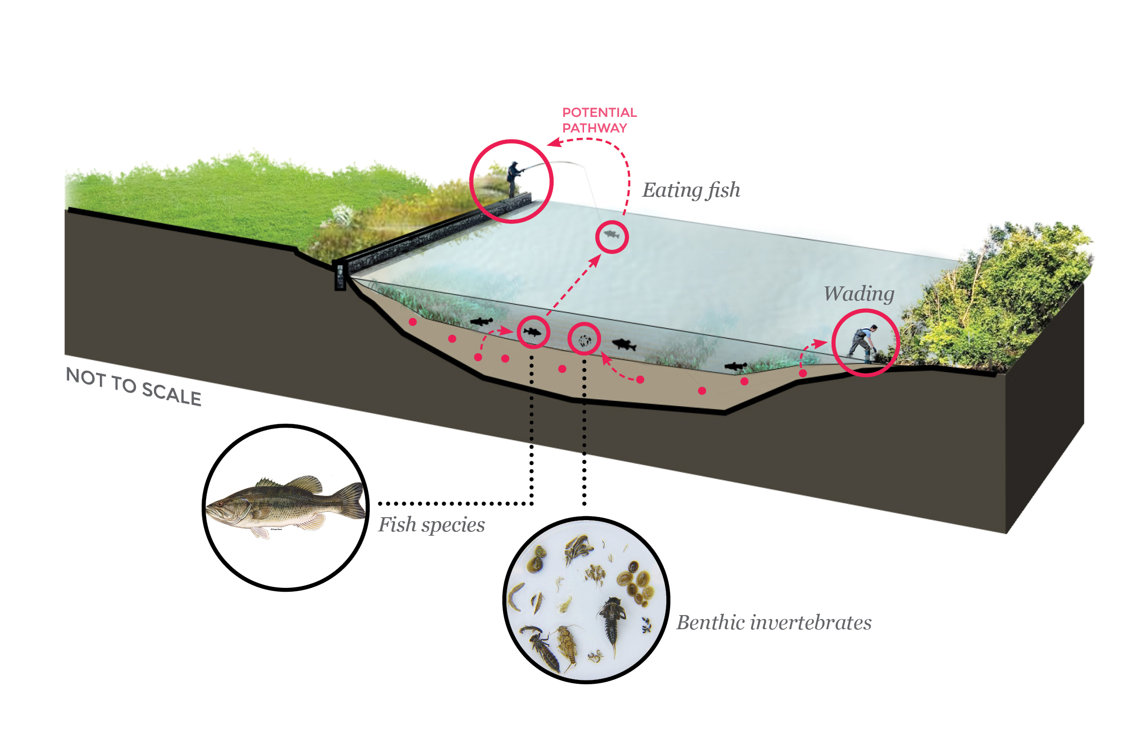 People who eat fish caught in the river are at risk from the contamination, as are people who wade in the sediment. Fish and benthic invertebrates (small animals like snails who live at the bottom of the river) are also at risk.