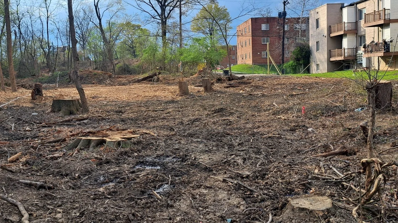 East of the River: When the Trees Leave