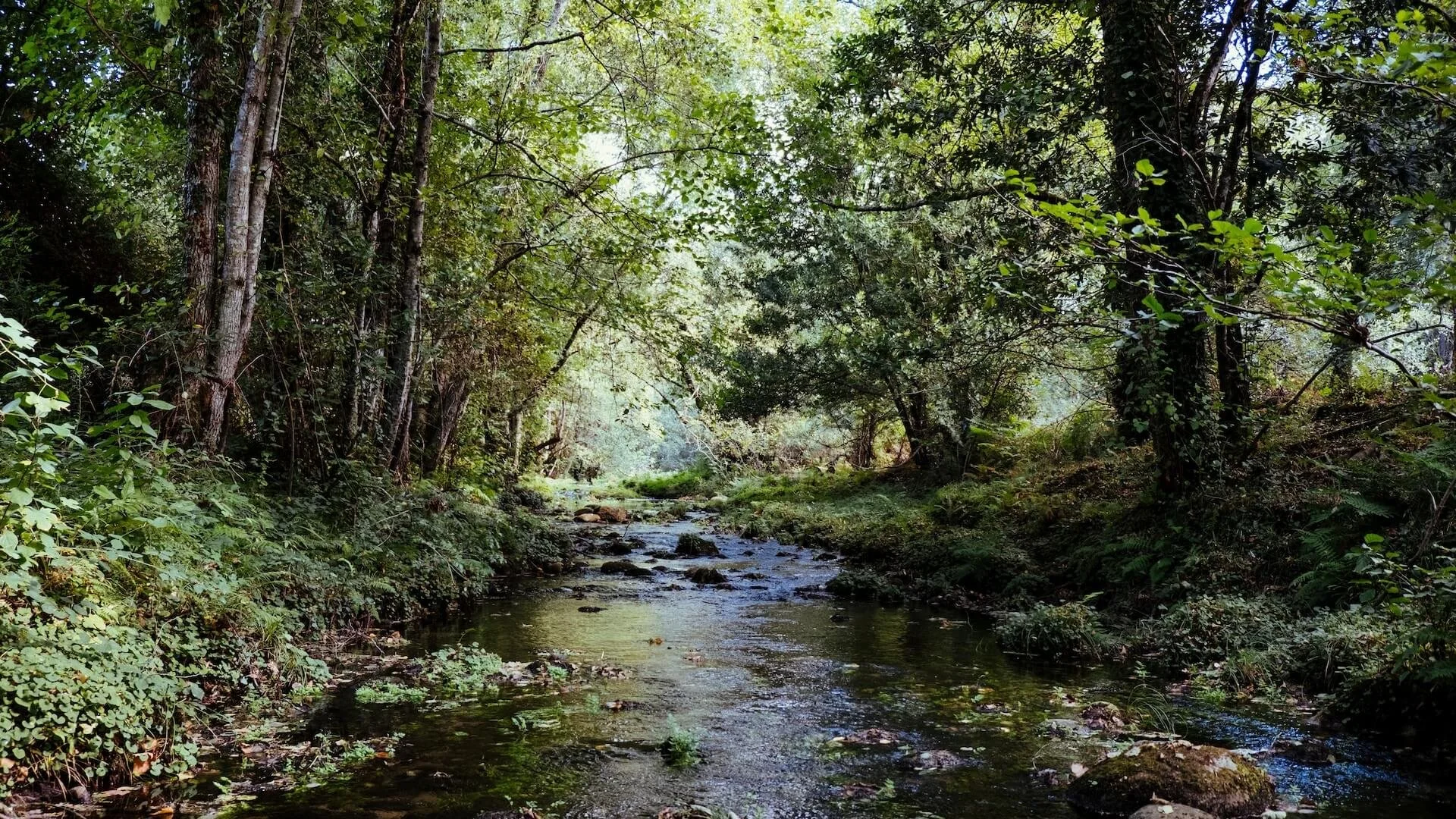 Fort Dupont Creek Stream and Wetland Restoration Project