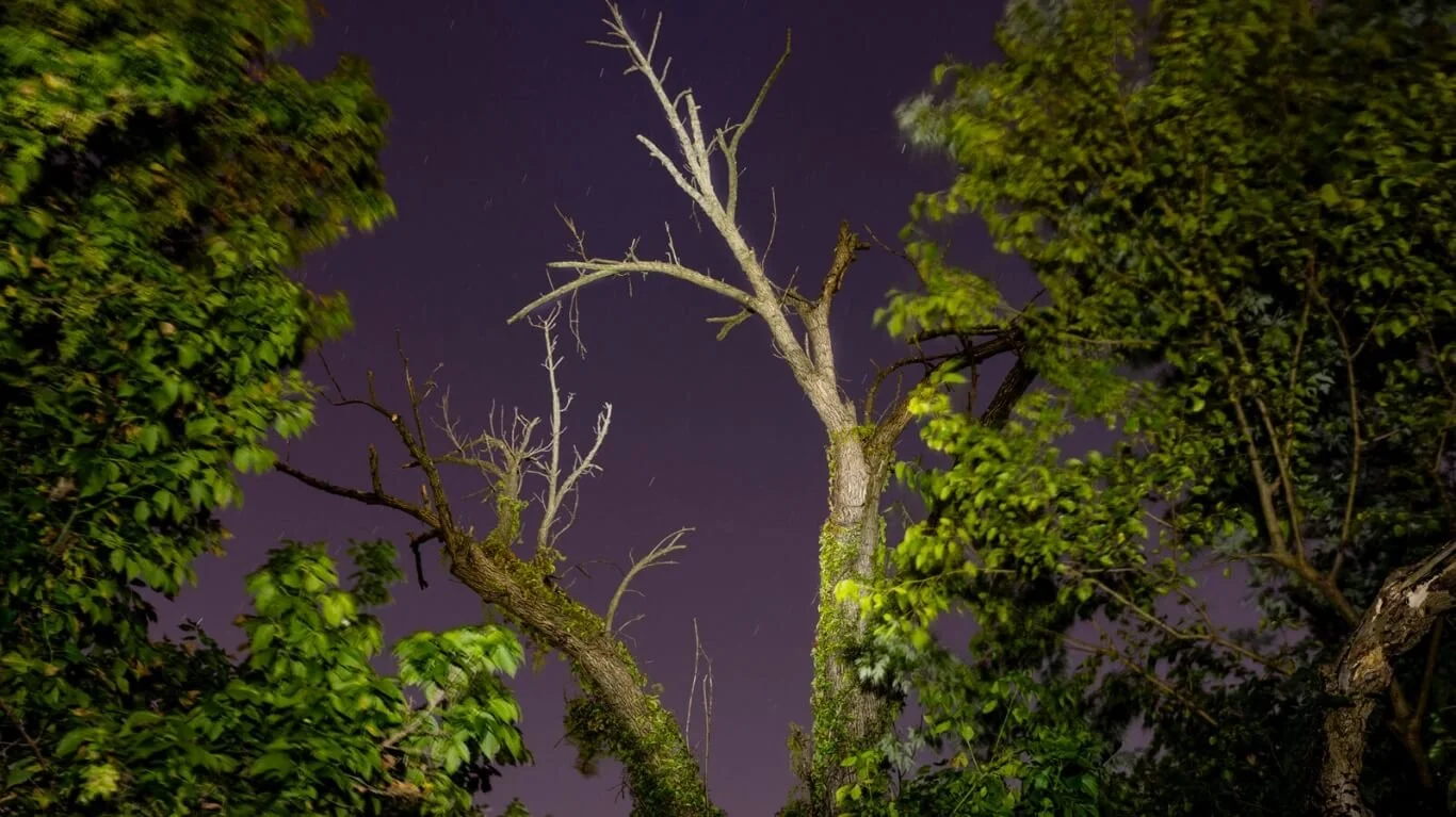 Local Forests Are Failing To Produce The Next Generation Of Trees