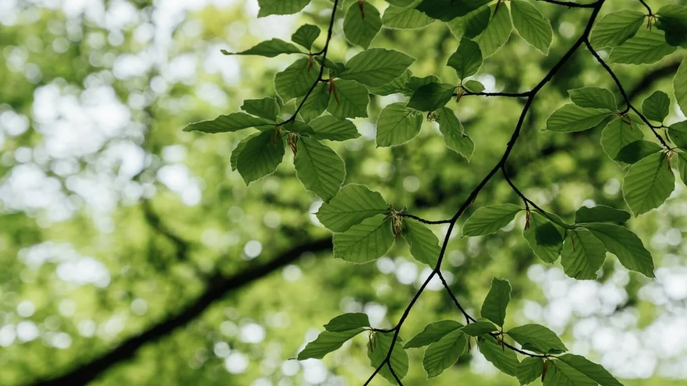 Office of Natural Area Conservation Establishment Act of 2023
