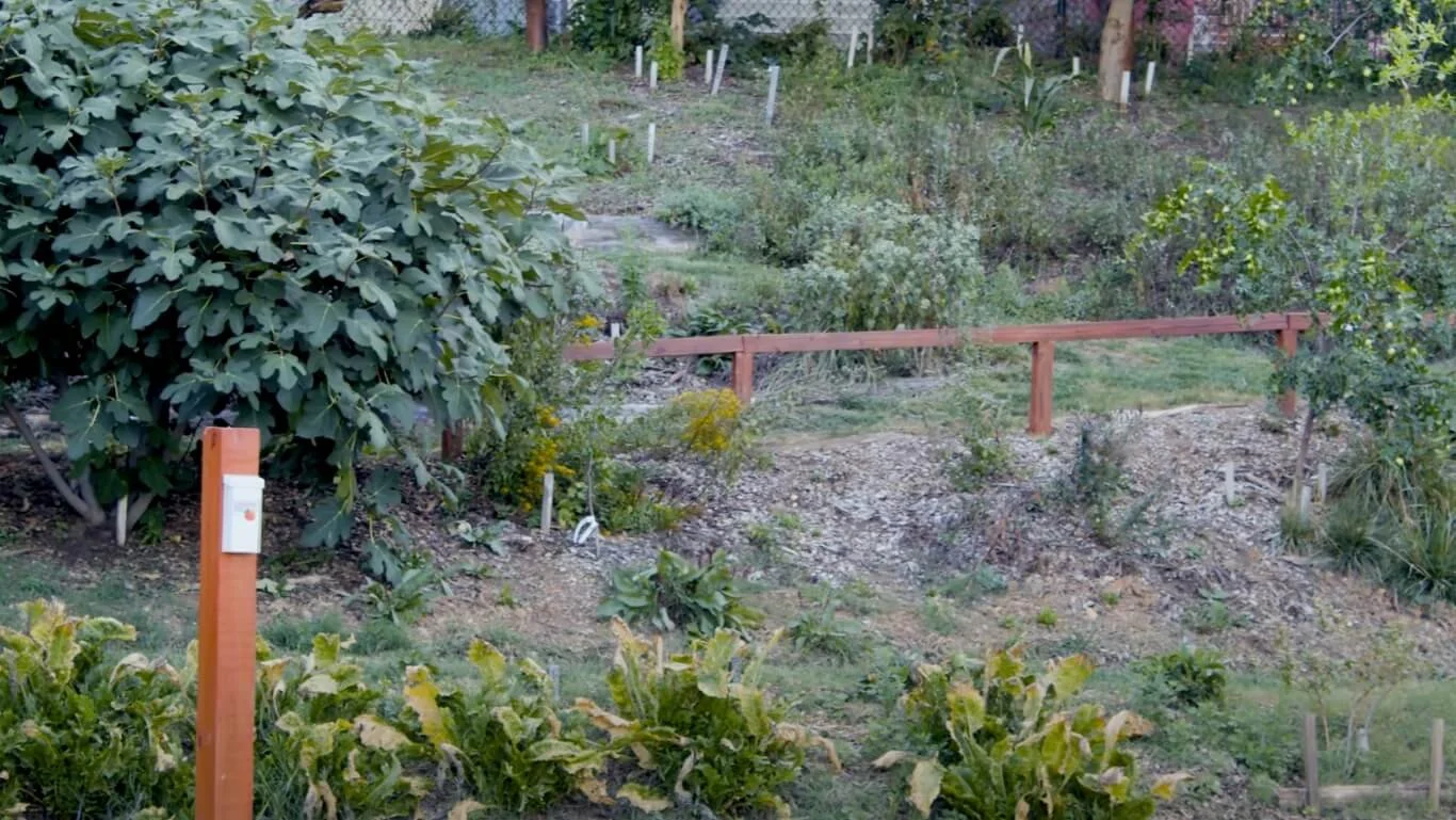 City Food Forest: Barren to Fruitful