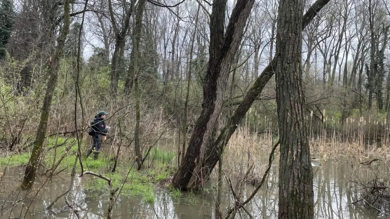 The District’s Wetlands Are Urban Oases