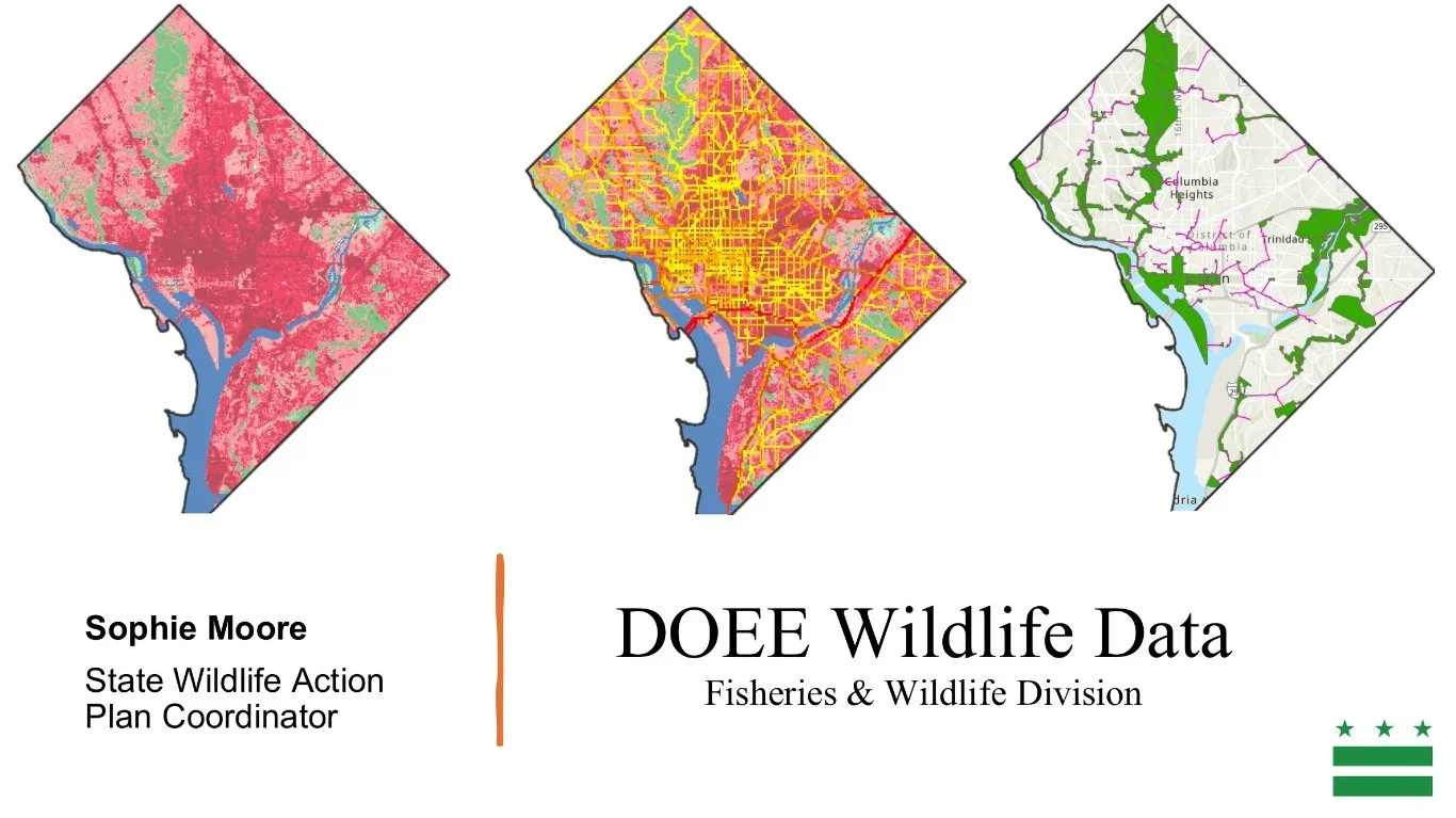 DOEE Wildlife Data