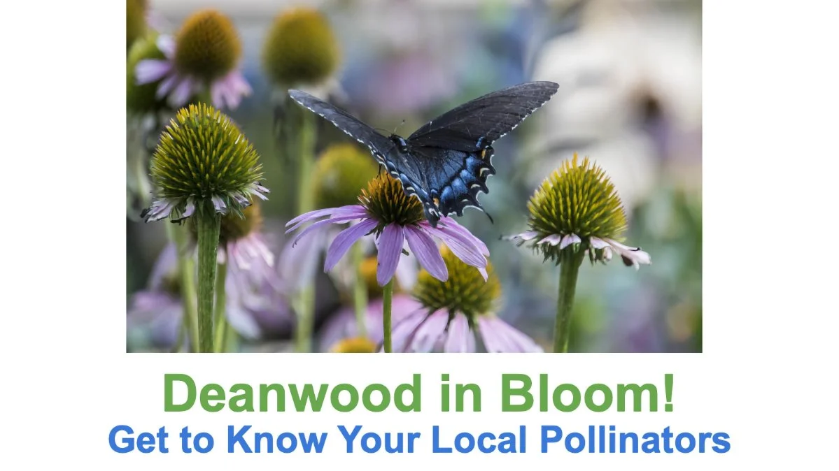 Deanwood in Bloom: Get to Know Your Local Pollinators