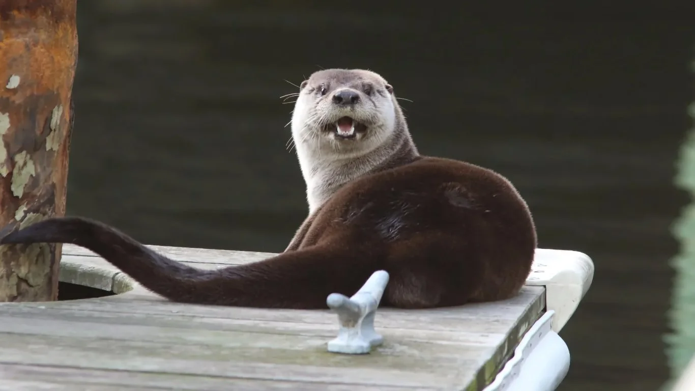 River Otters are Making a Comeback – and in Surprising Places Around the Chesapeake Bay