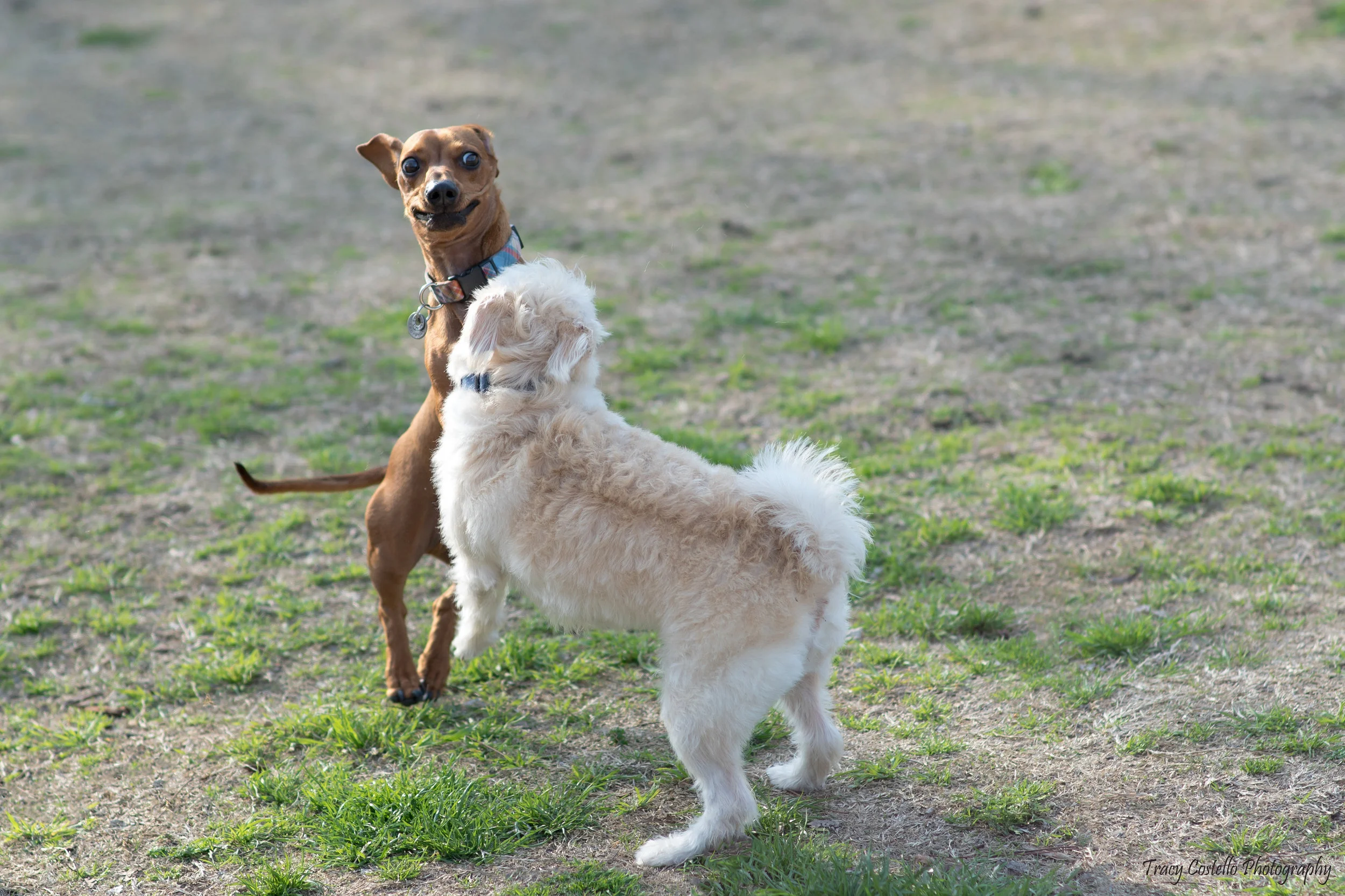 DSC_4200-1.jpg