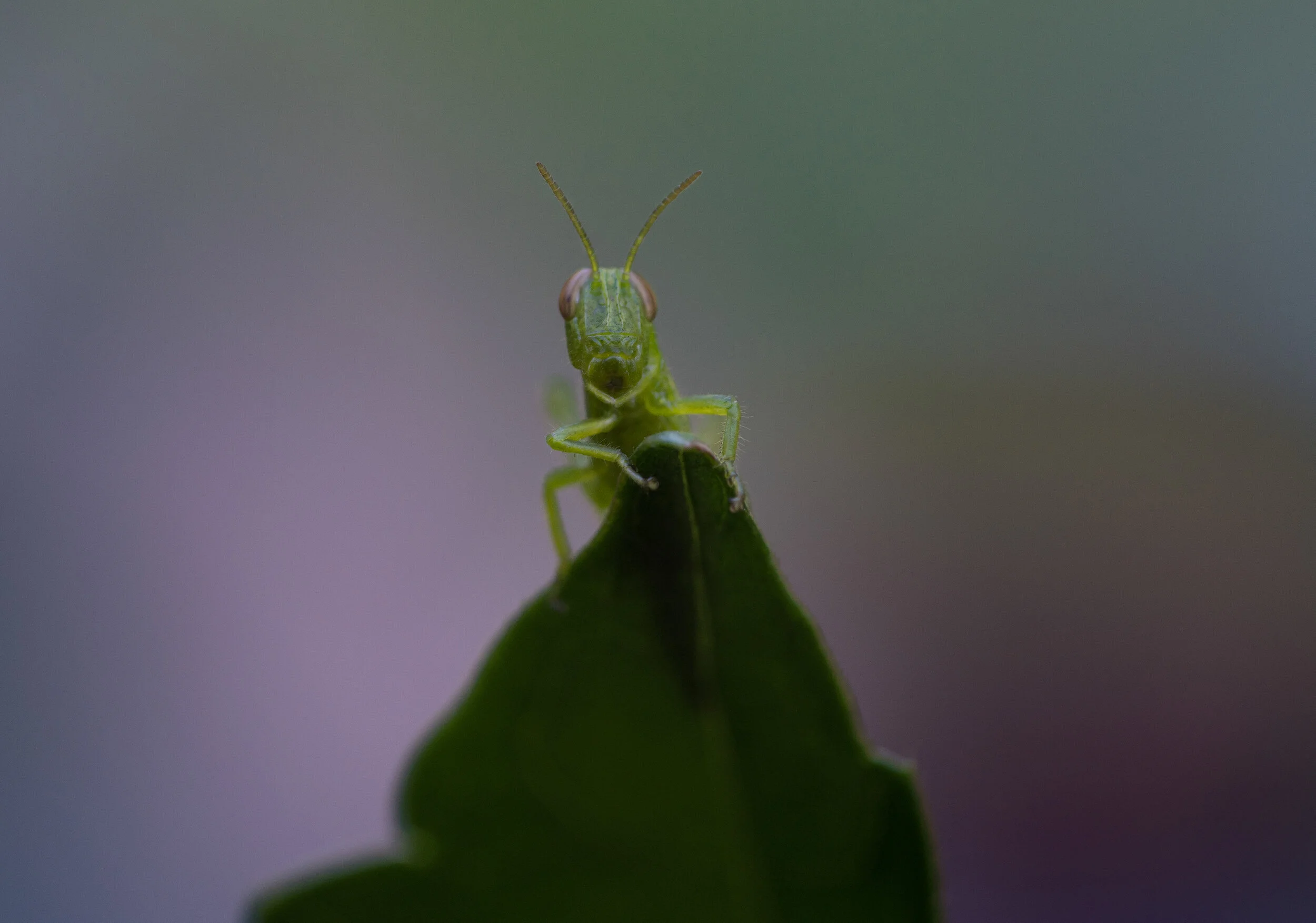 DSC_8147-1.jpg