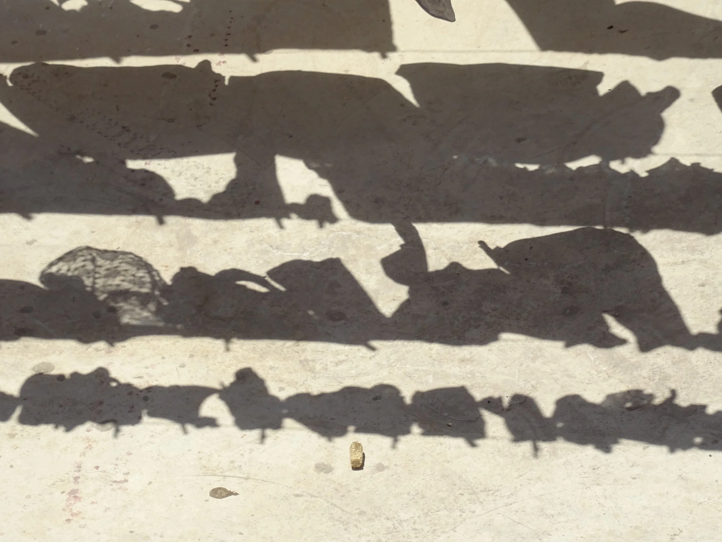 Shadows (April 2016)