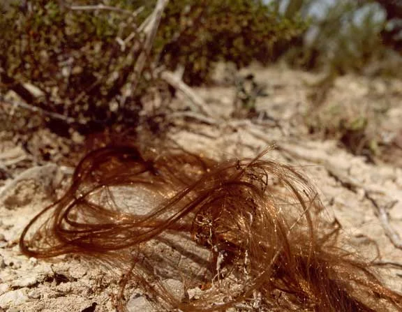pelo-1.jpg