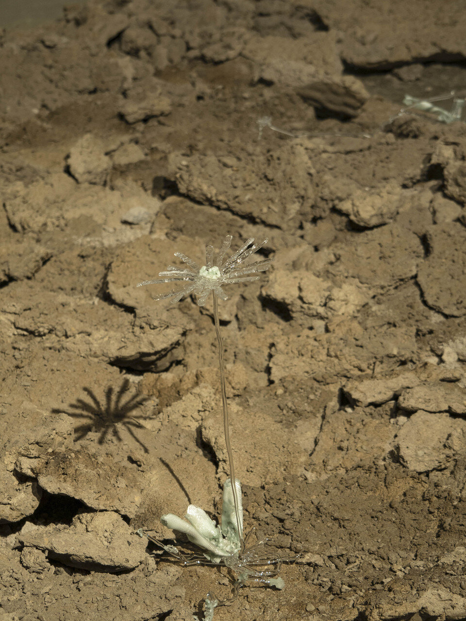 Enceliopsis Covillei