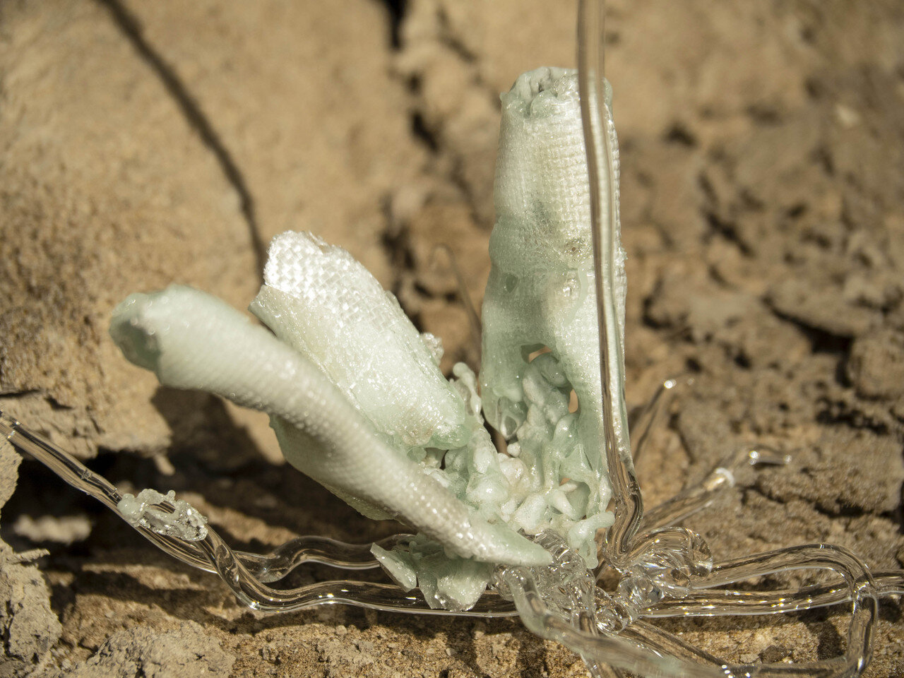 Enceliopsis Covillei