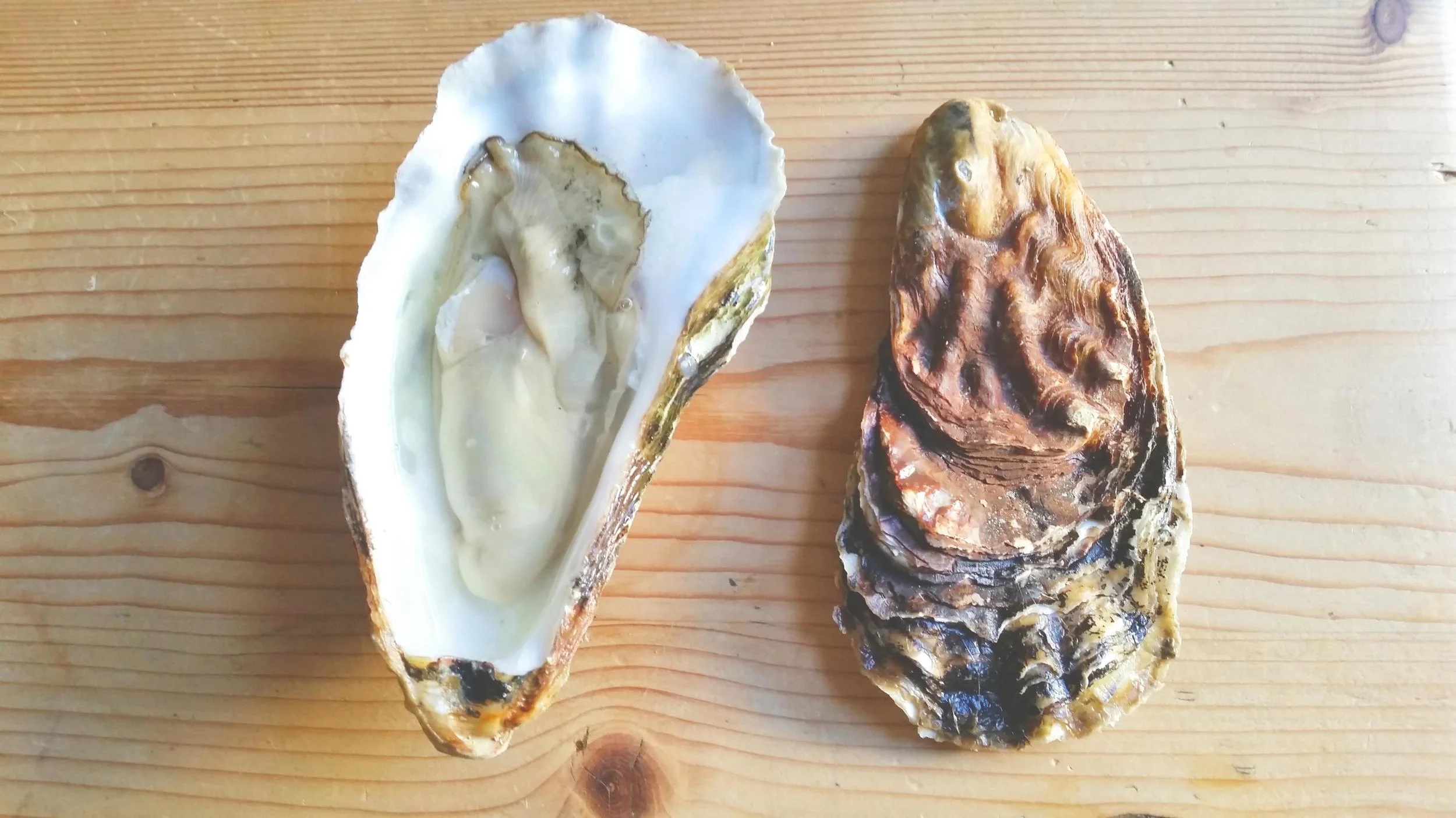 Colchester Oyster Fishery edit.jpg