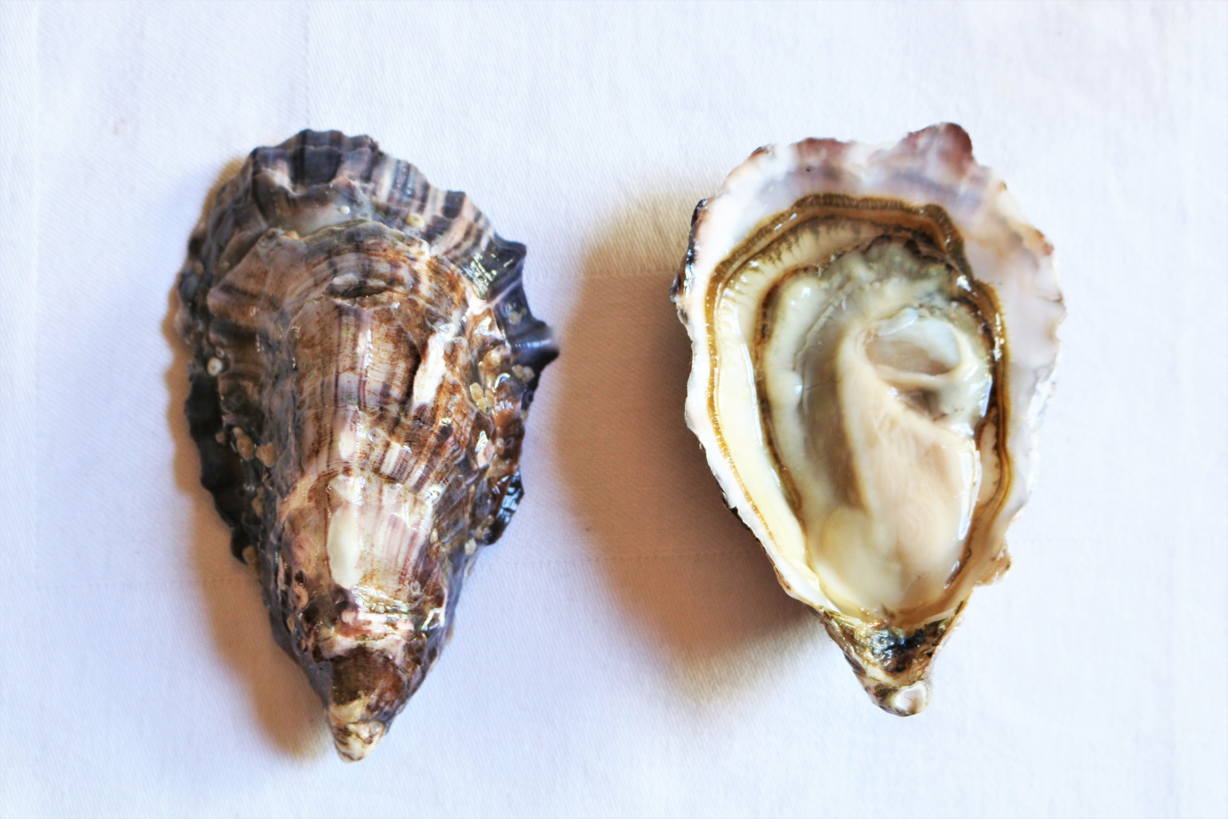Menai Oysters