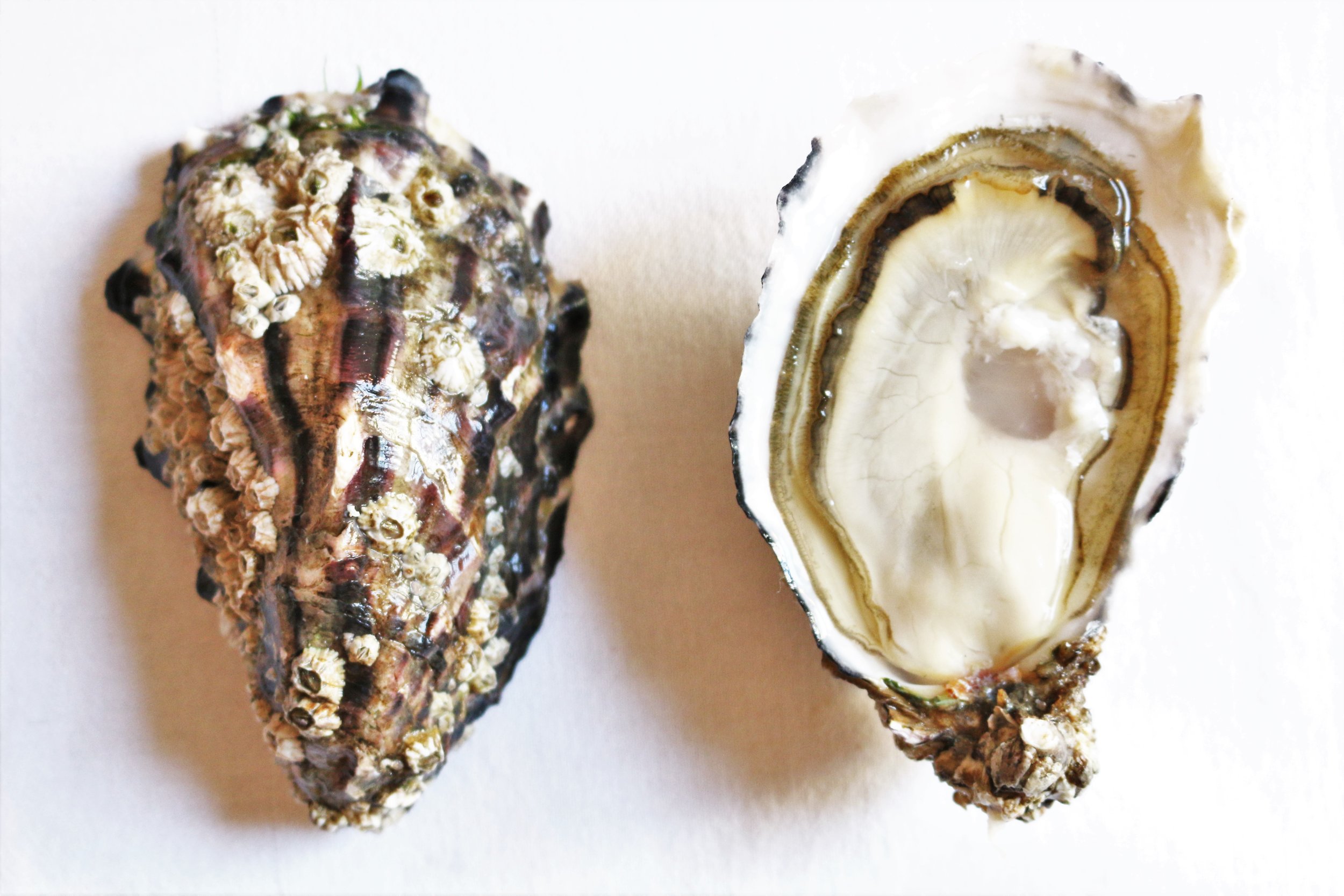   Name:&nbsp; Carlingford Oyster   Species: &nbsp;Crassostrea gigas   Location: &nbsp;Carlingford Lough, Carlingford, Co Louth, Ireland   Merroir:&nbsp;&nbsp;   Carlingford Lough has a huge exchange of water with each tide which provides the nutrient