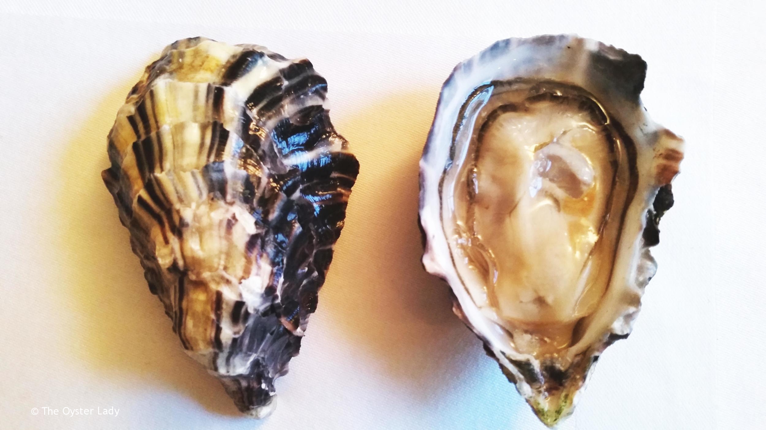      Name:  Porthilly Rock Oyster   Species:  Crassostrea gigas   Location: &nbsp;Porthilly Farm,&nbsp;Cornwall, UK      Merroir:&nbsp;&nbsp;  From the clean sandy waters of the Camel Estuary in Cornwall Porthilly Rocks have a good ratio between sali