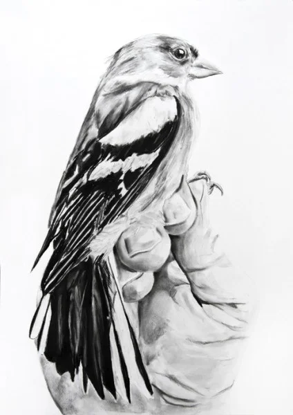 Singvoegel Zeigen Charcoal on paper 33.1" x 23.4" 2014