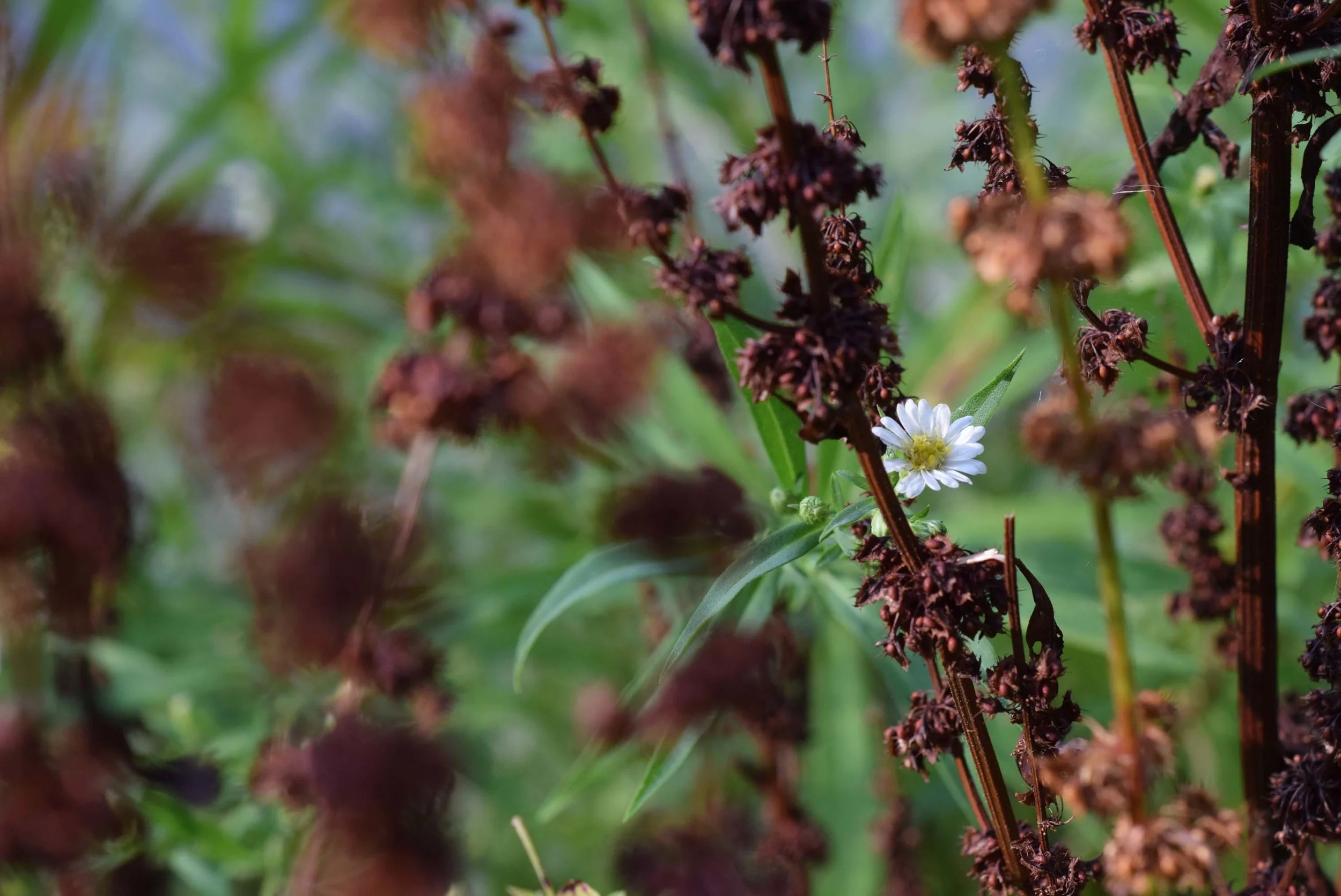 Life — Lepanto Design Co