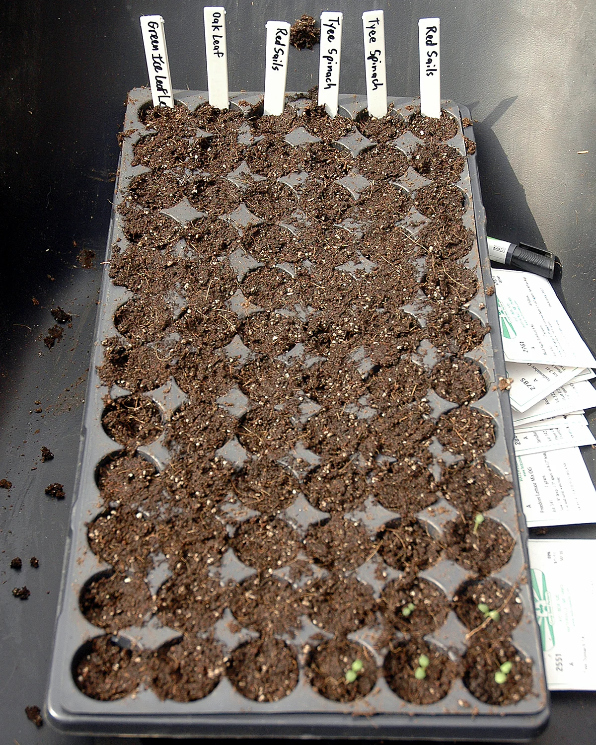 Various Seedlings