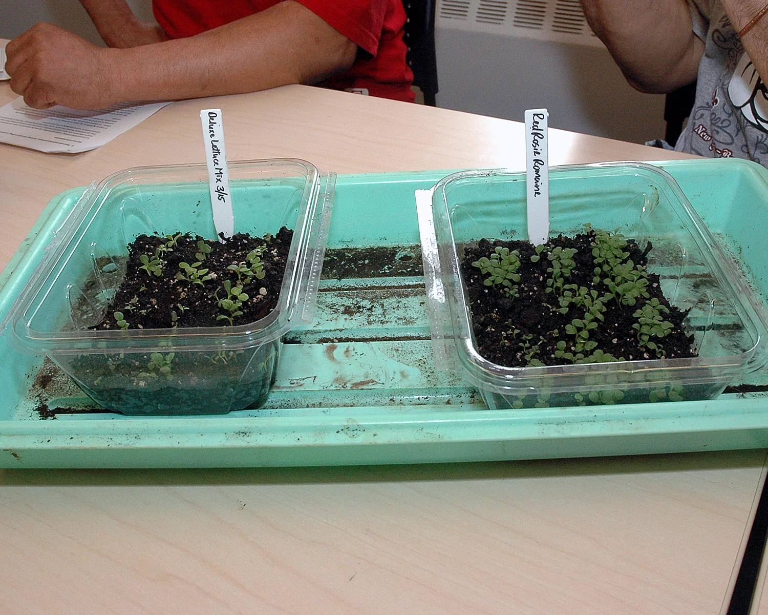 Deluxe Lettuce Mix Seedlings and Red Rosie Romaine Seedlings