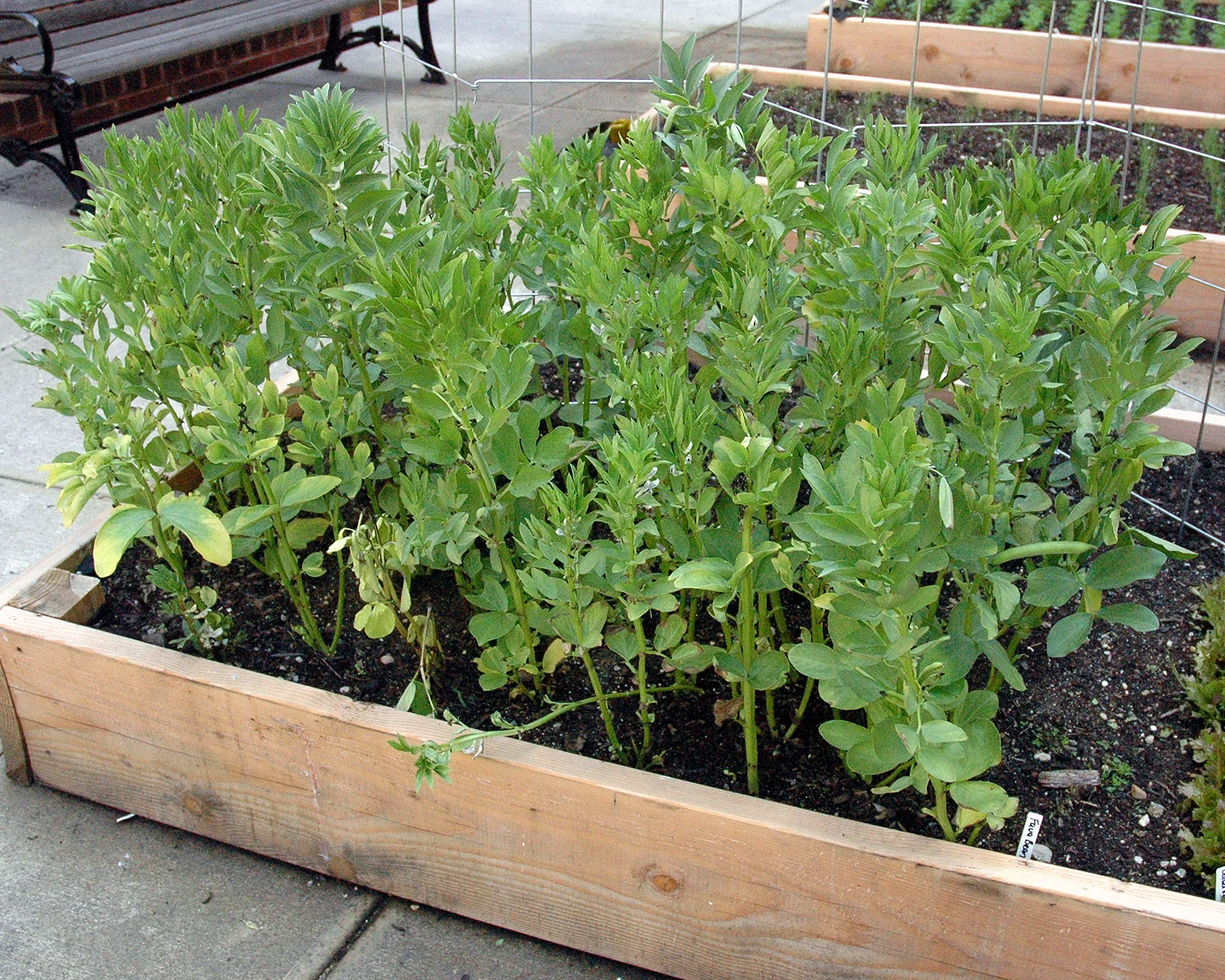Fava Beans growing in one of the planters