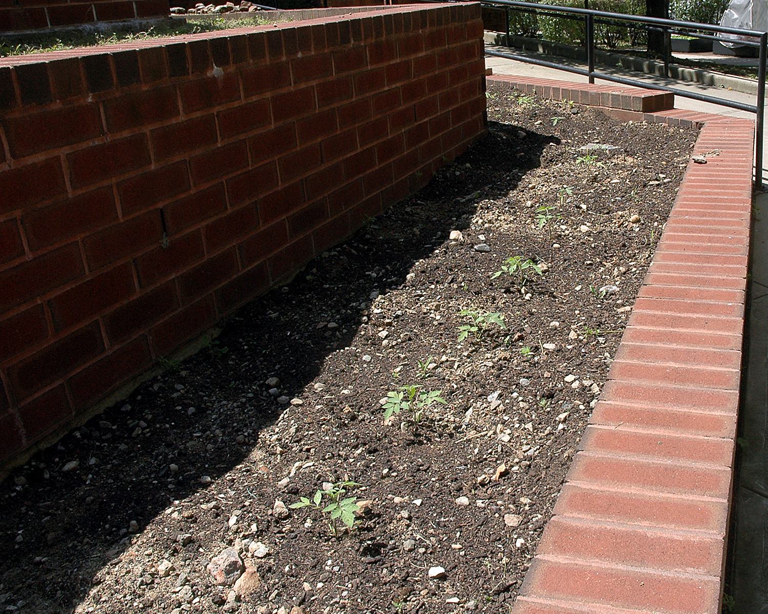 Tomato plants growing in the terrace area