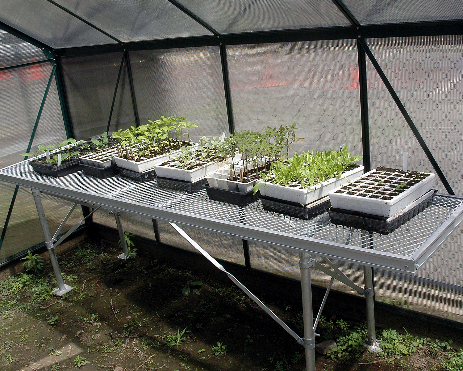 Seedlings growing in the greenhouse