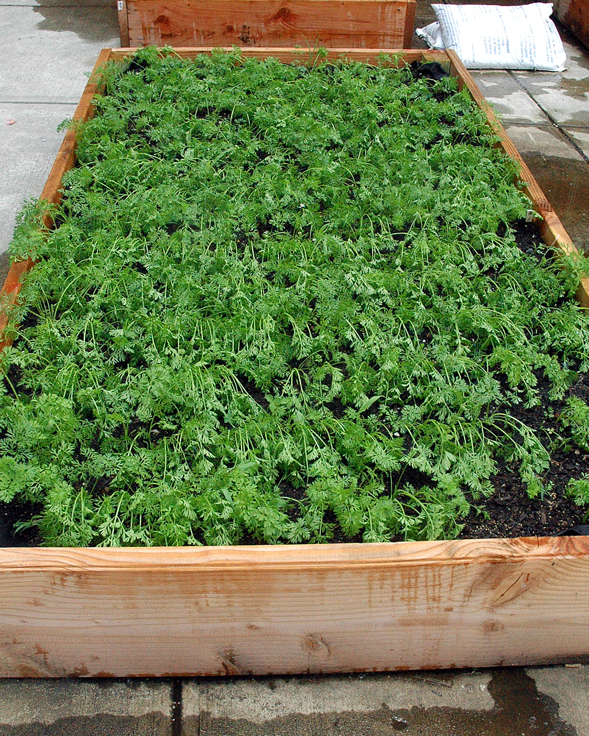 Carrots growing in one of the planters