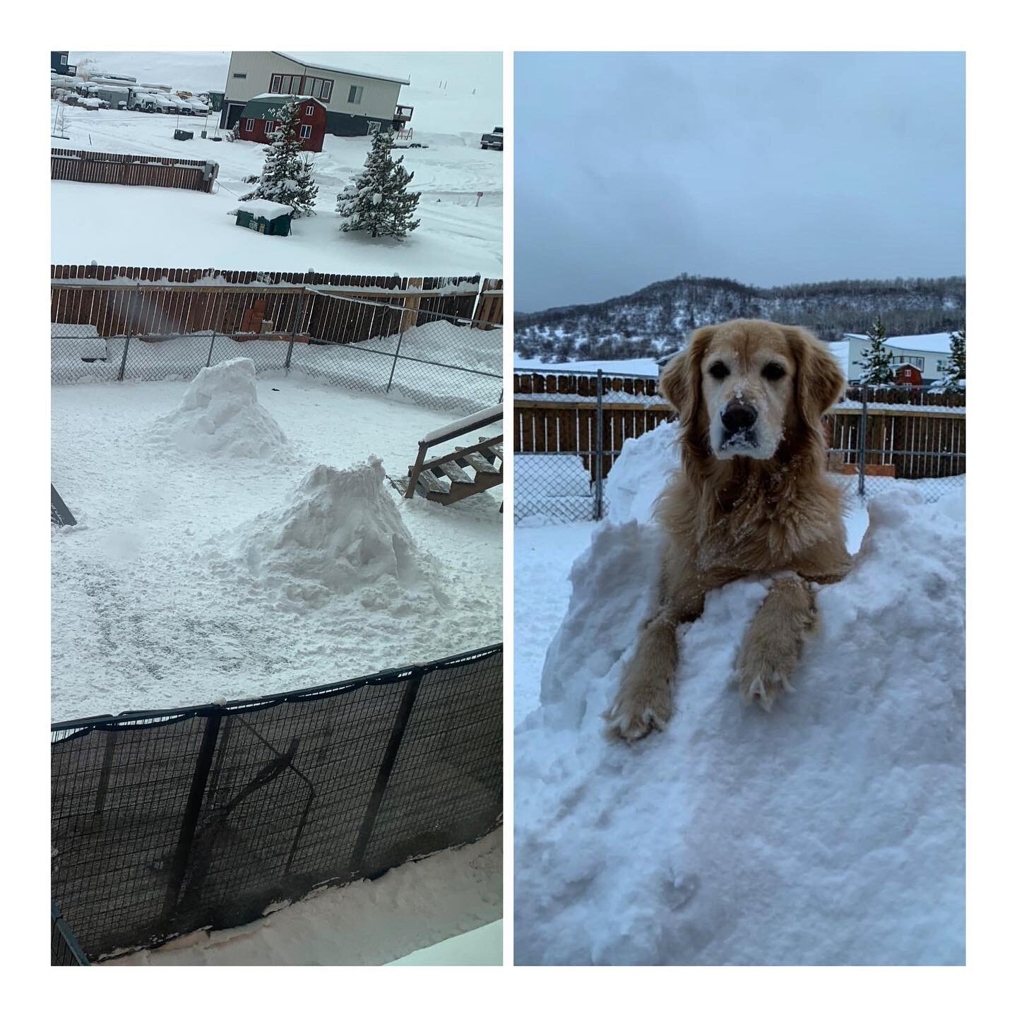 Snow castle : Boone in a snow castle! #peacelovepetcare #snowdog #boonedaboozer #snowcastle #snowmounds #steamboatdogs #steamboatsnaps #doggydaycare