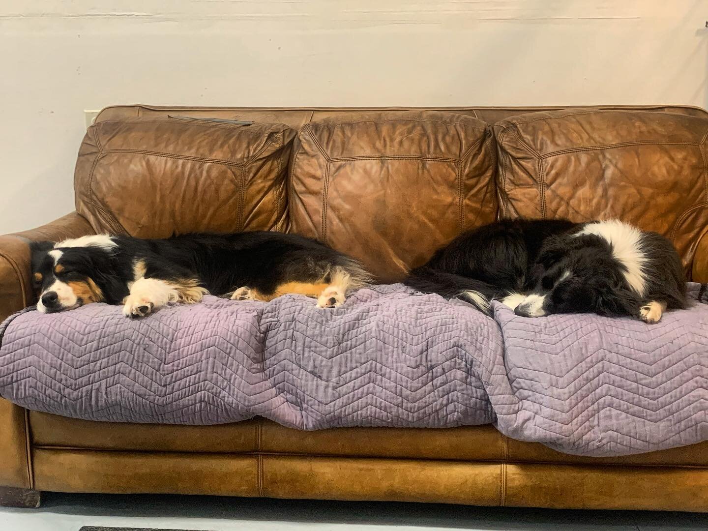 Blankets please!  I don&rsquo;t love this old couch but our dogs really love it!  We are looking for  blankets or flannel sheets big enough to to cover the three cushions.  Please let us know if you have anything you want to sell or donate!  Thanks #