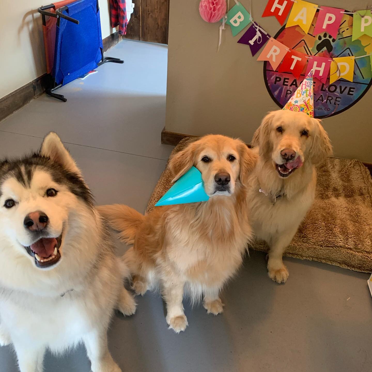Happy Birthday Cleo!  The big 3!  Looks like Boone celebrated a little too much!  We love you Cleo!  #peacelovepetcare #boonedaboozer #steamboatdogs #steamboatdigsdogs #birthdaydog