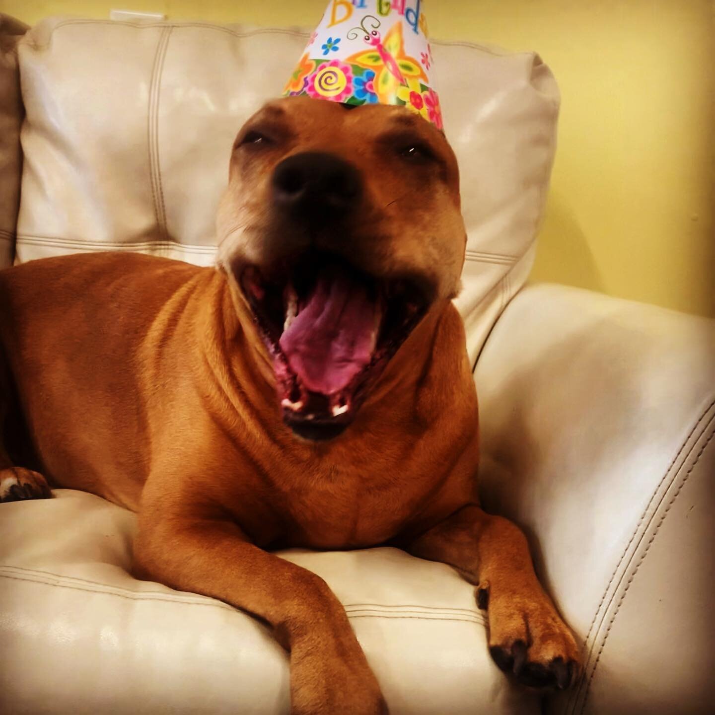 Sugar Bear!  Happy Birthday! 🎉 The entire Peace Love Pack loves you so much!  #peacelovepetcare #birthdaydog #steamboatdogs #oakcreekdogs #itsyourbirthday🎈🎉