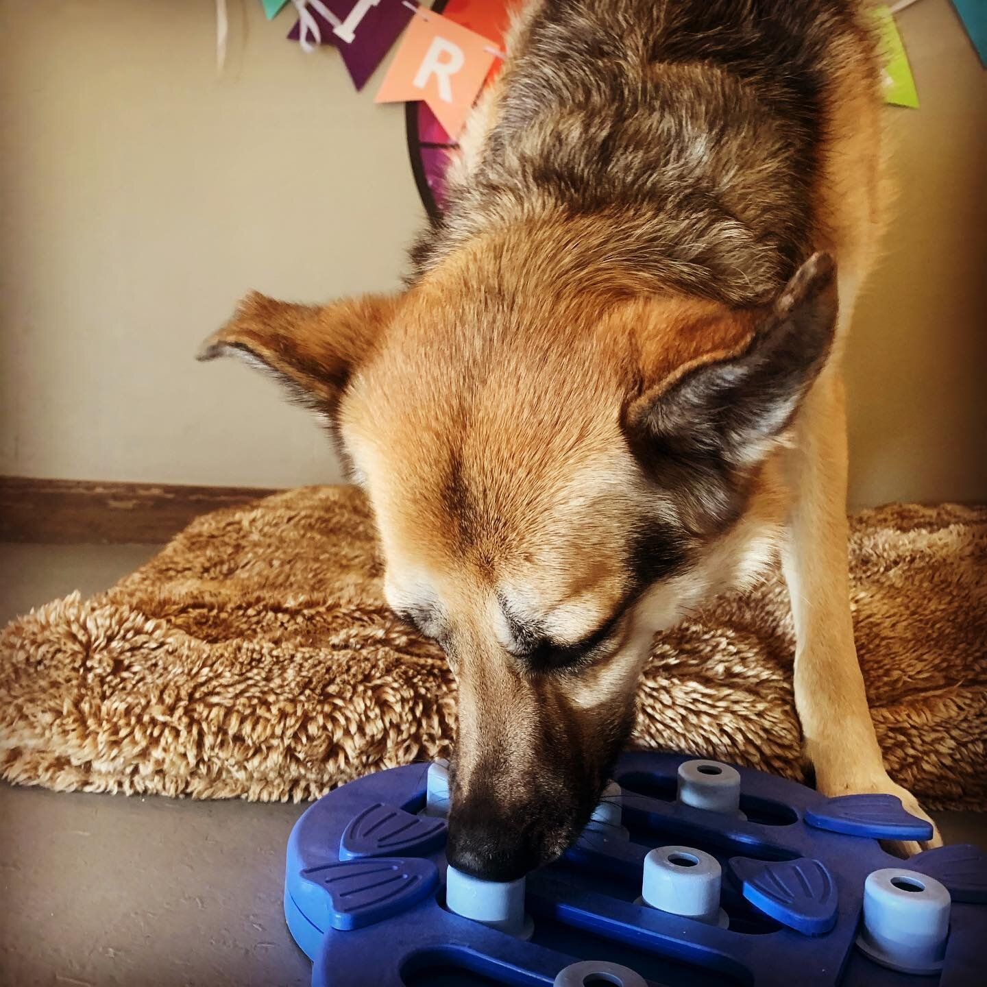 Thistle working the new puzzle, such a smart girl!  #peacelovepetcare #dogpuzzle #dogsofinstagram #steamboatdogs #smartdogs #keepdogshappy