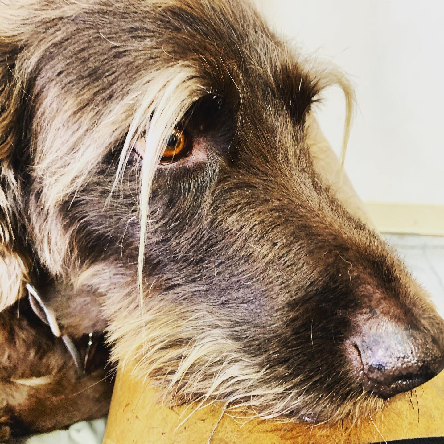 Best Brows Ever!  #mac #peacelovepetcare #steamboatsprings #steamboatdogs #bestbrows #dogsofinstagram #dogbrows