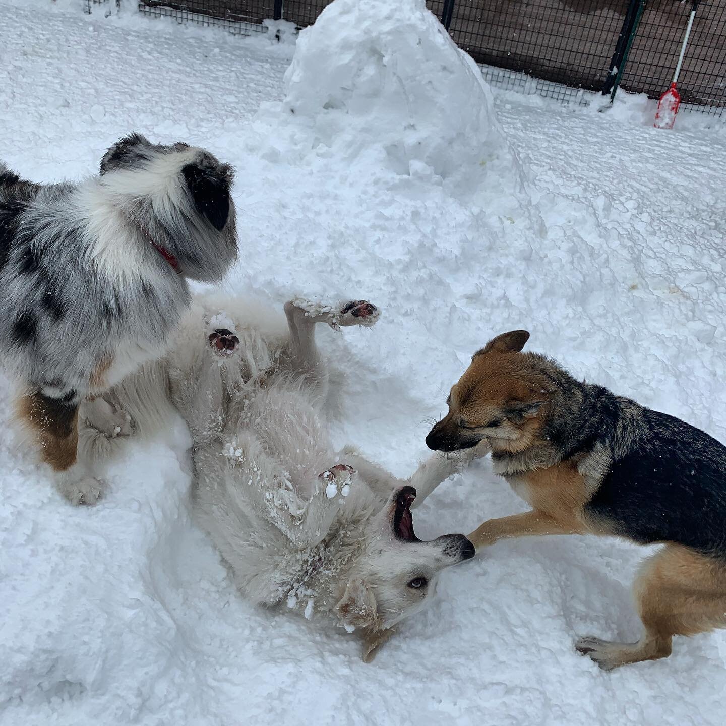 Snow dogs- happy dogs!  #peacelovepetcare #steamboatdogs #steamboatdigsdogs