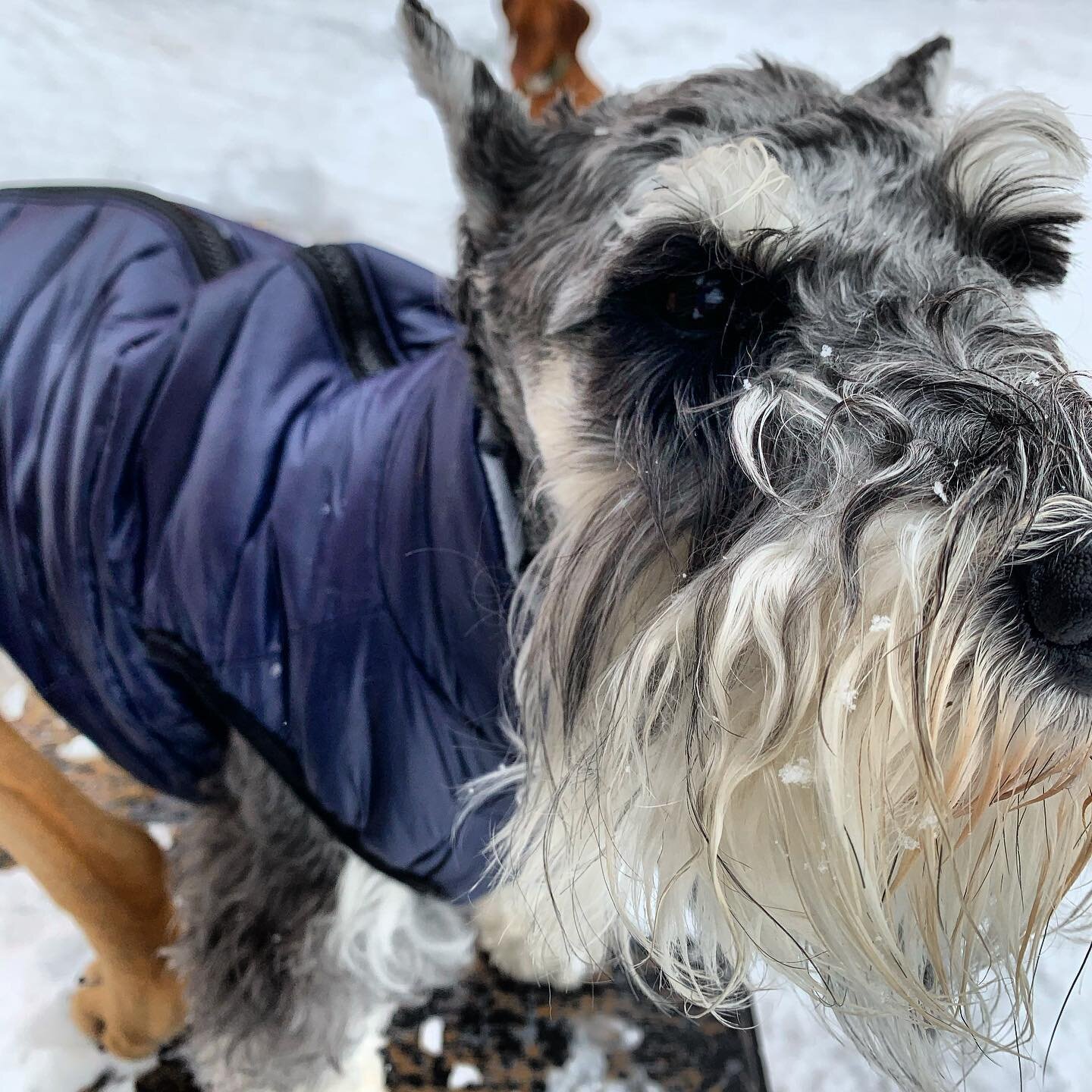 Jaeger is staying warm in one of our new jackets today!  #dogcoats #steamboatdigsdogs #steamboatdogs #peacelovepetcare #schnauzersofinstagram