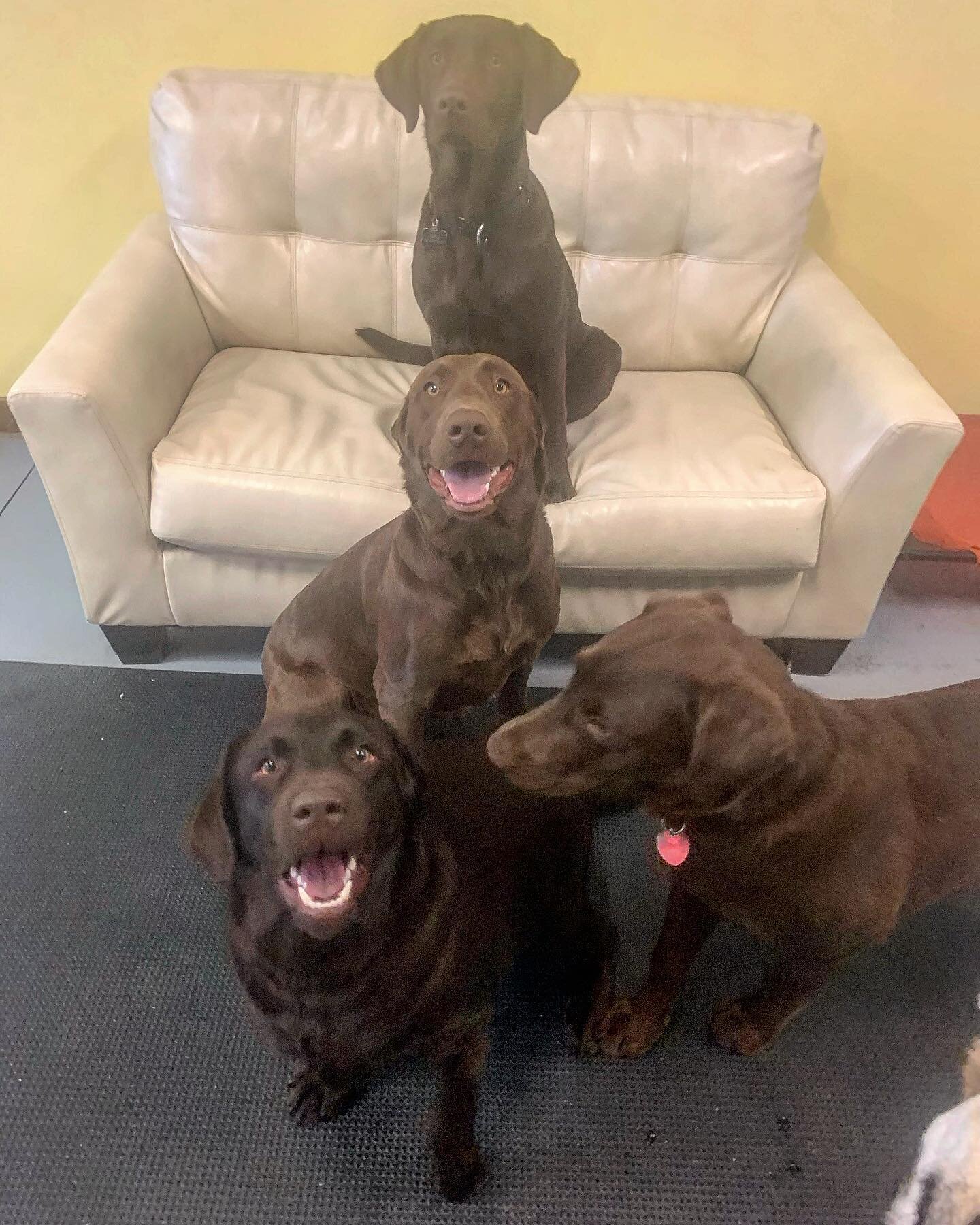 Like a chocolate in a box, looking well behaved and in place, all the while harboring a secret center! #peacelovepetcare #chocalate #steamboatdigsdogs #steamboatdogs #chocalatelabs