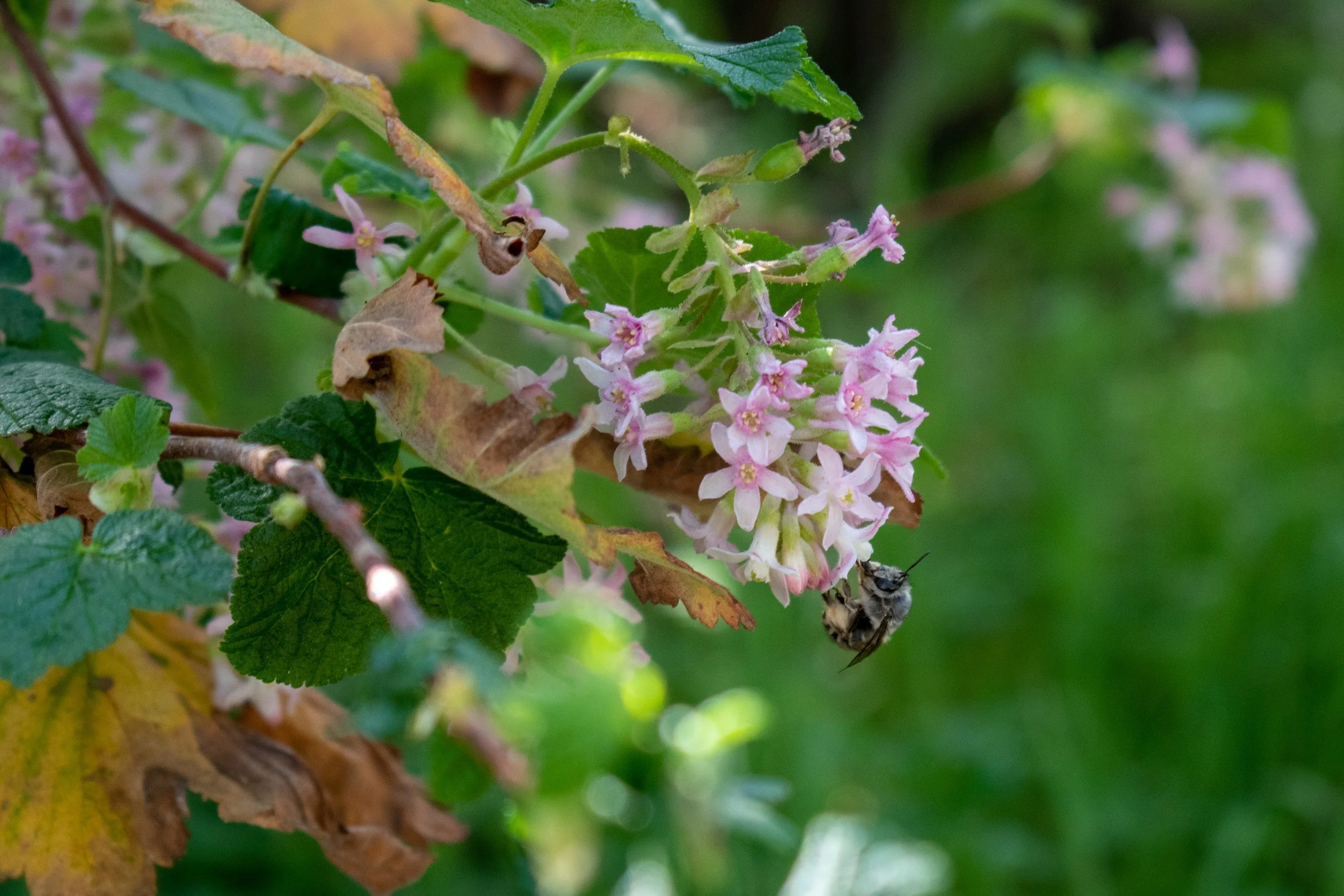 Native Plant of the Month: Pink-flowering Currant — Grassroots Ecology