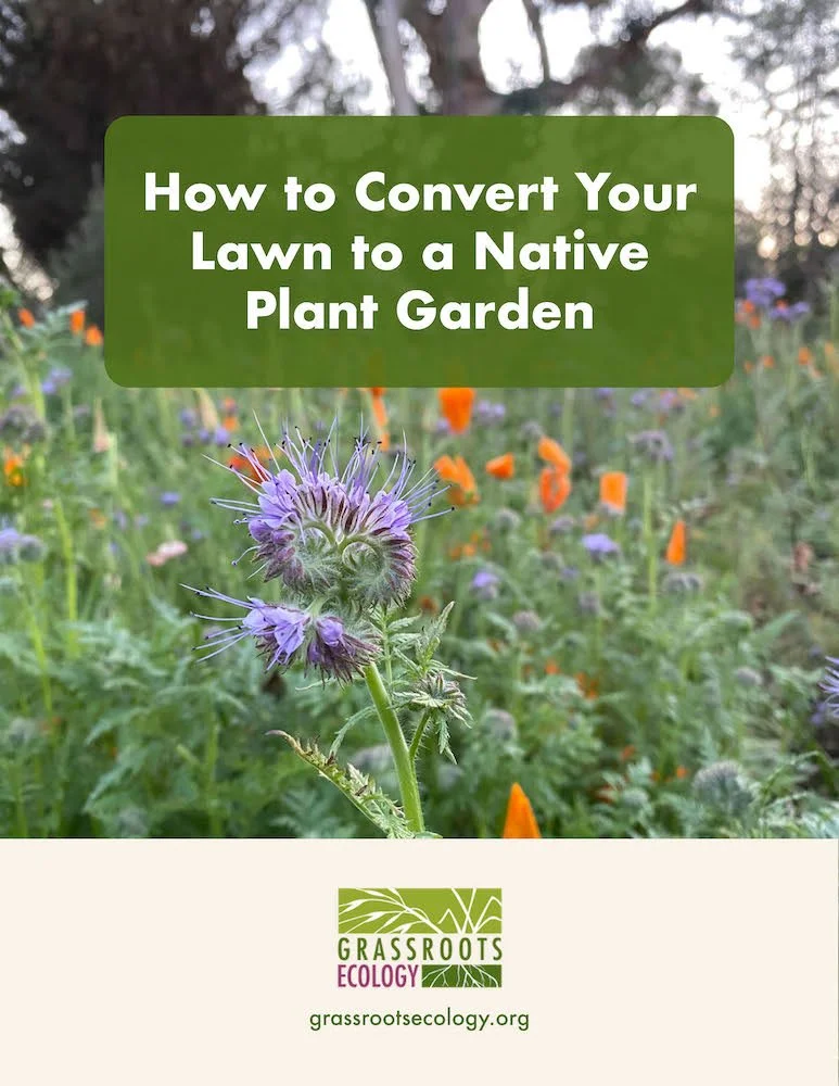 How to Convert Your Lawn to a Native Plant Garden — Grassroots Ecology
